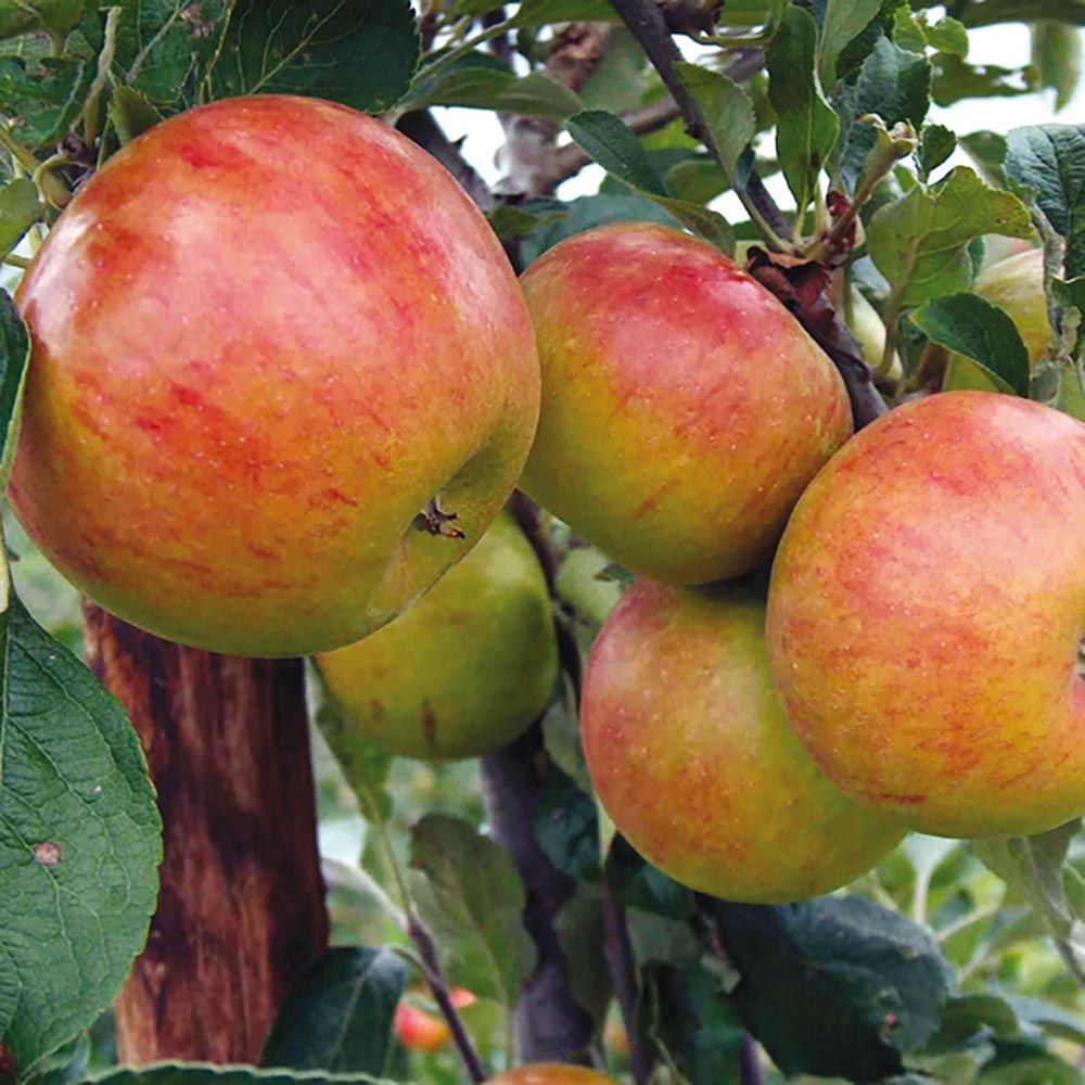 Apple 'Pixie' (Organic)