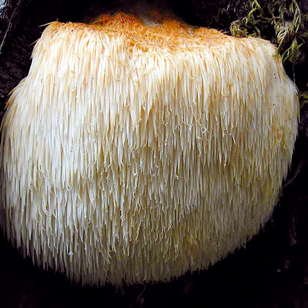Mushroom 'Hericium' (Log)
