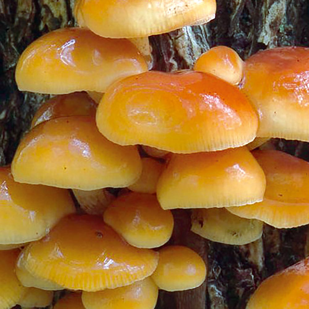 Mushroom 'Velvet Shank' (Log)