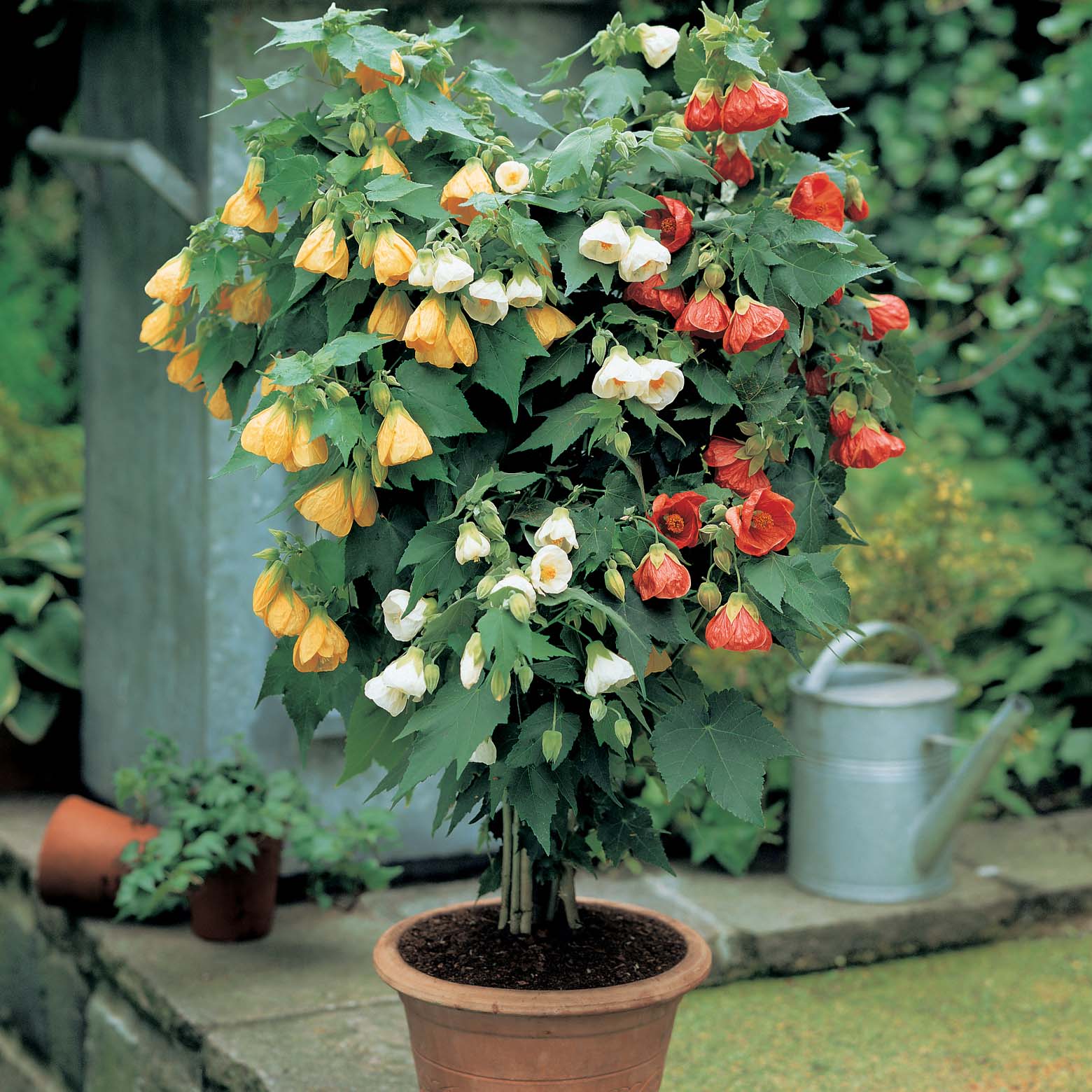 Abutilon 'Tricolour'