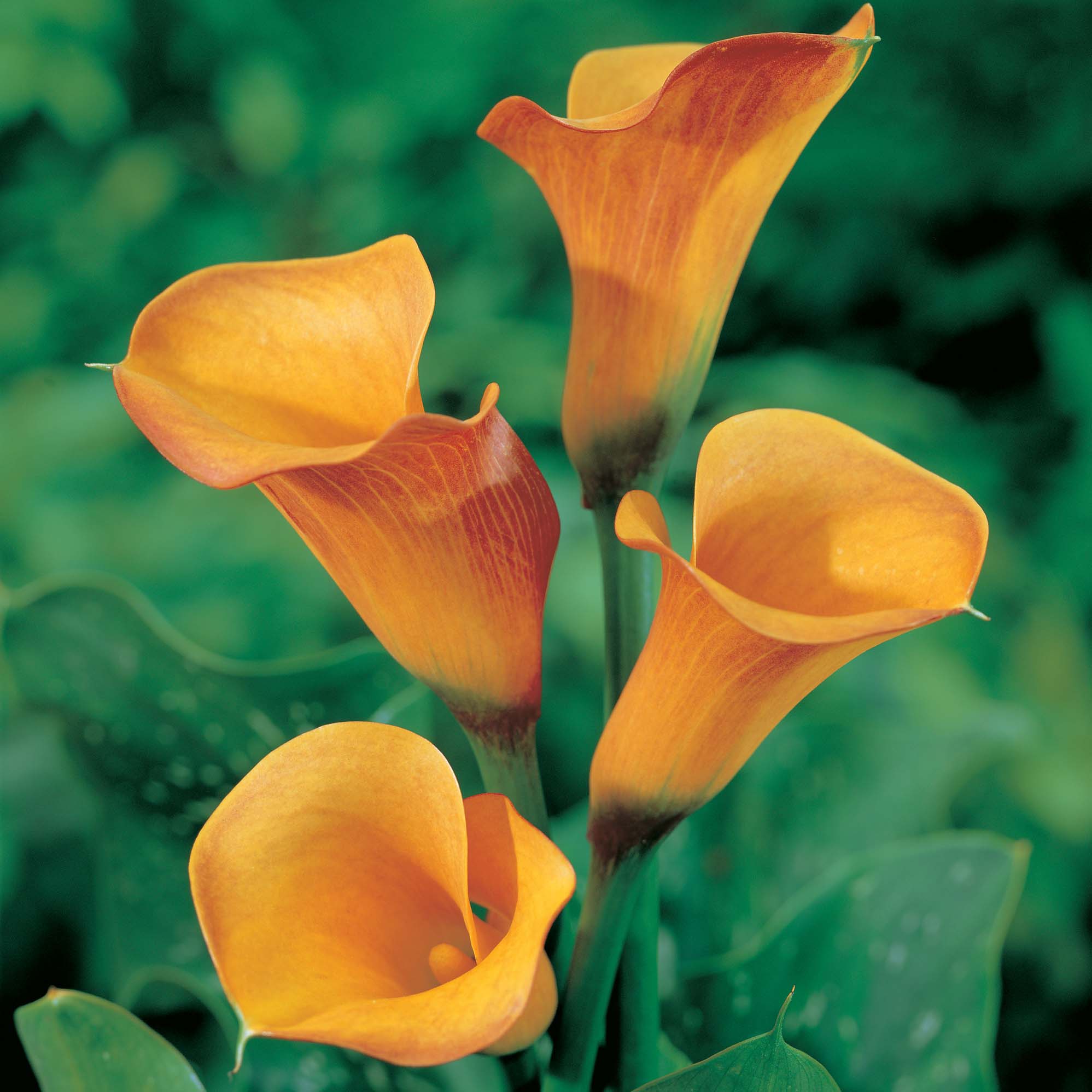 Arum Lily 'Chopin'