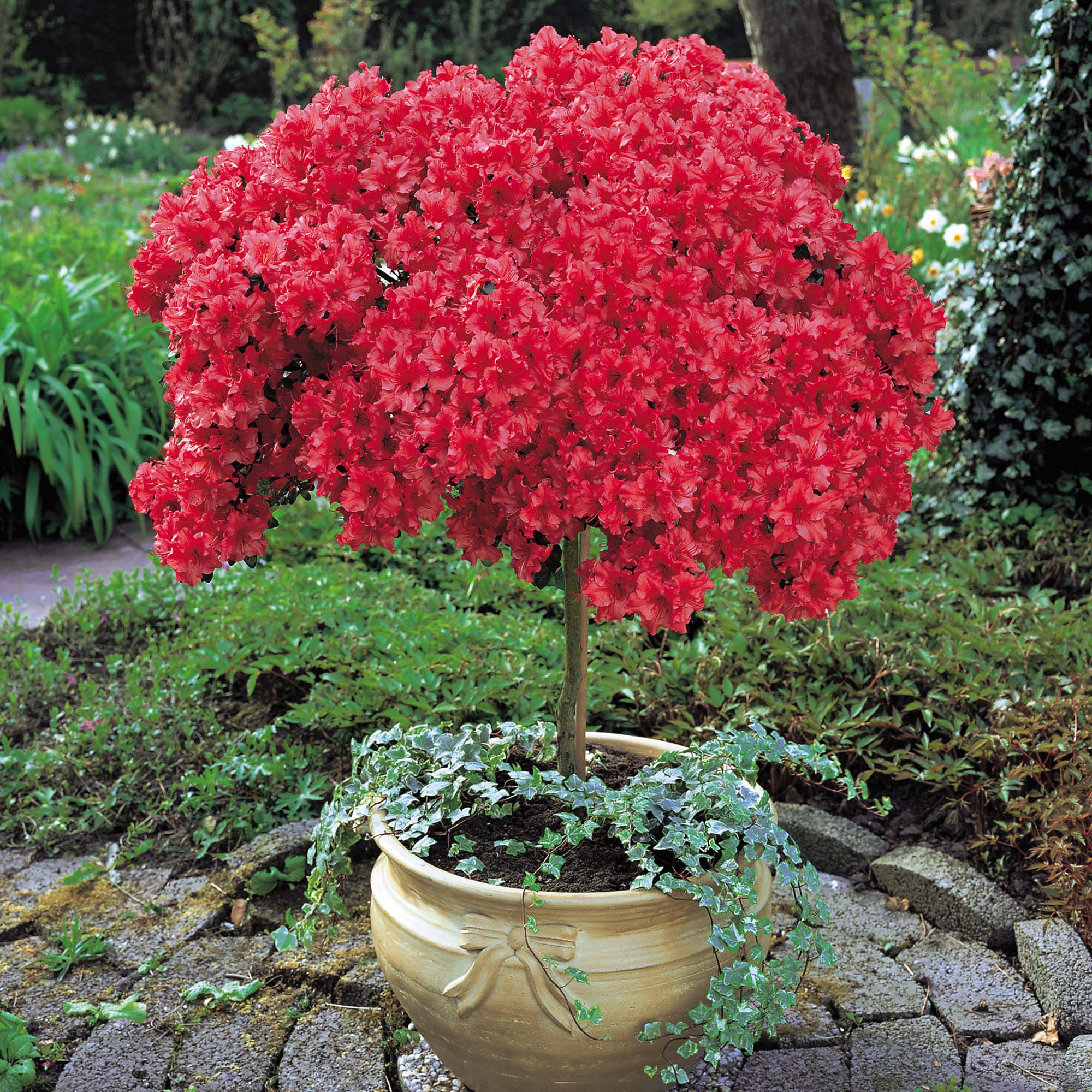 Azalea (Standard)