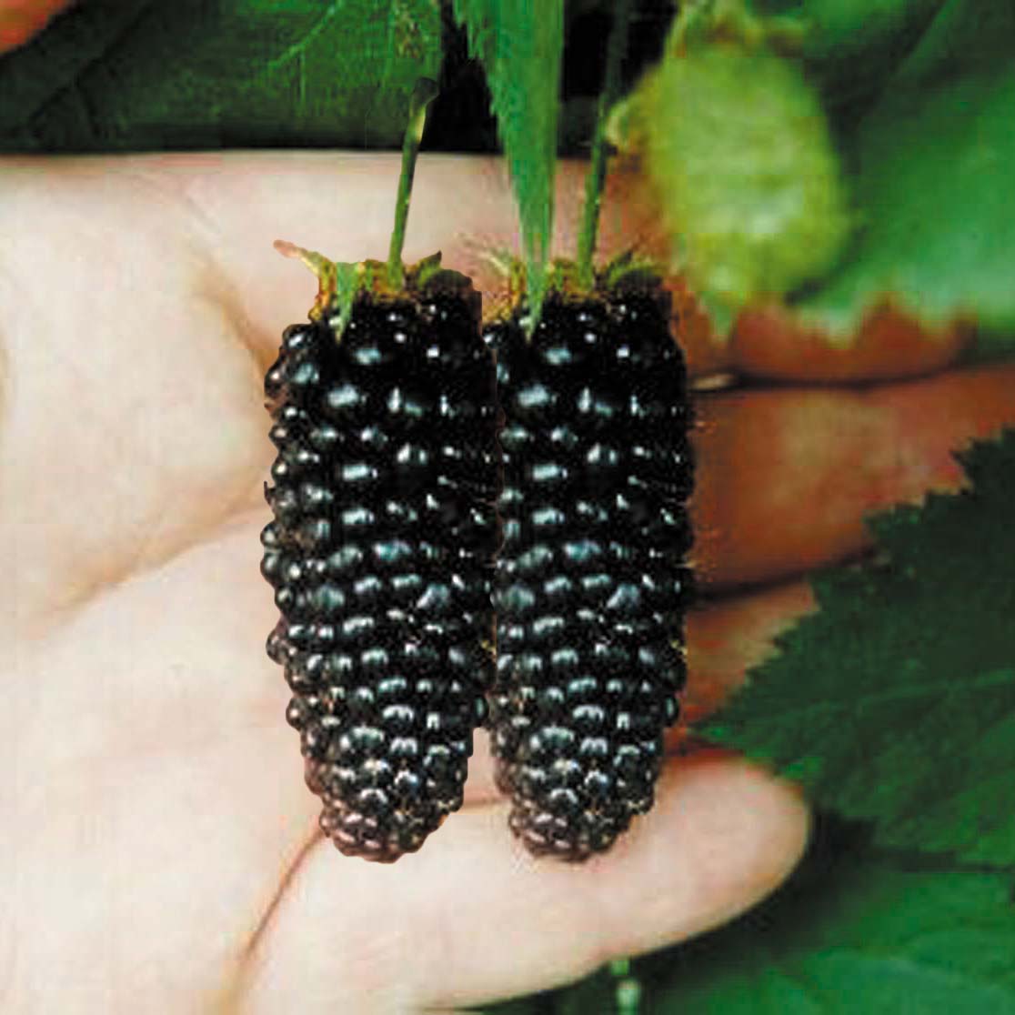 Blackberry 'Karaka Black'