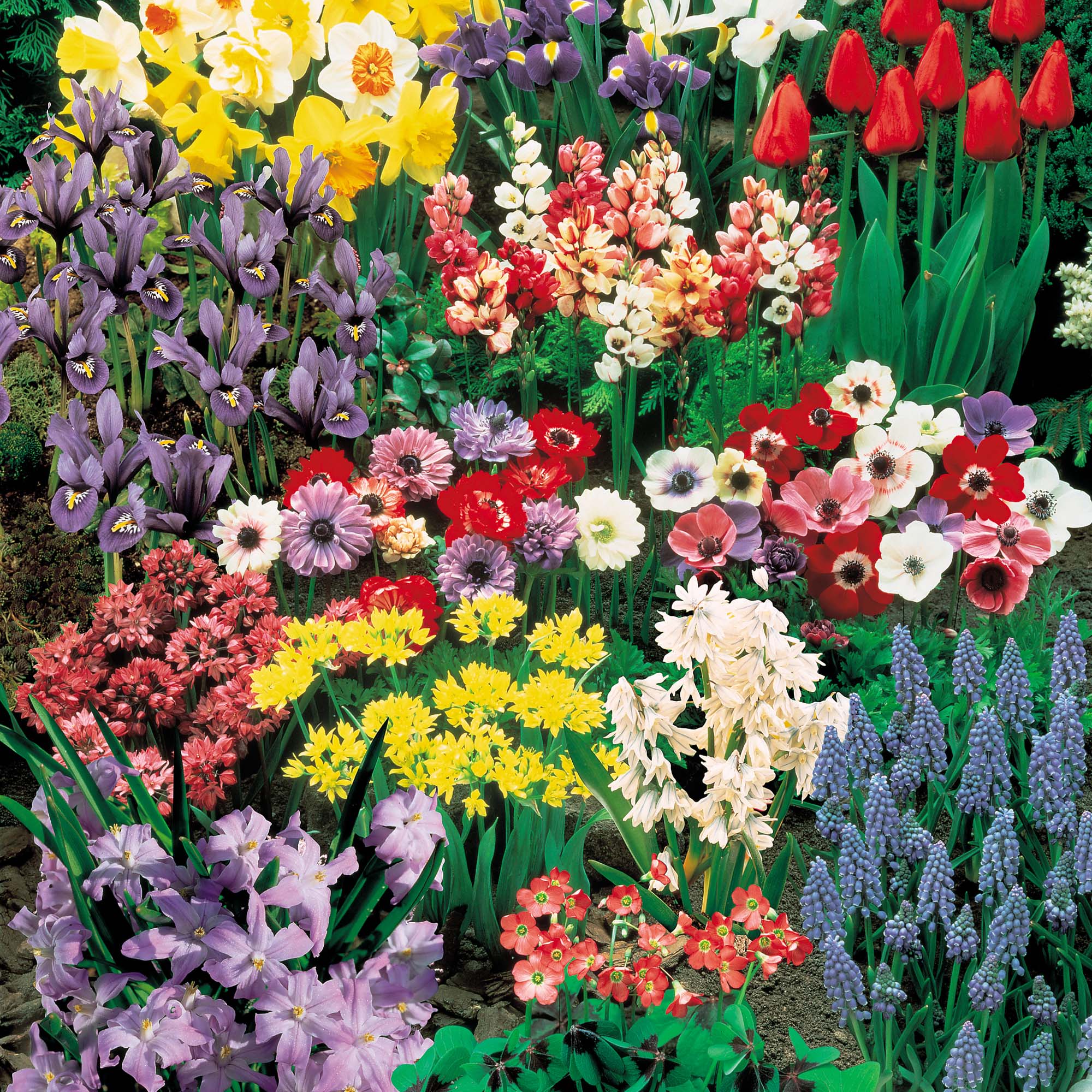 Nuserymans Choice Bulb Collection