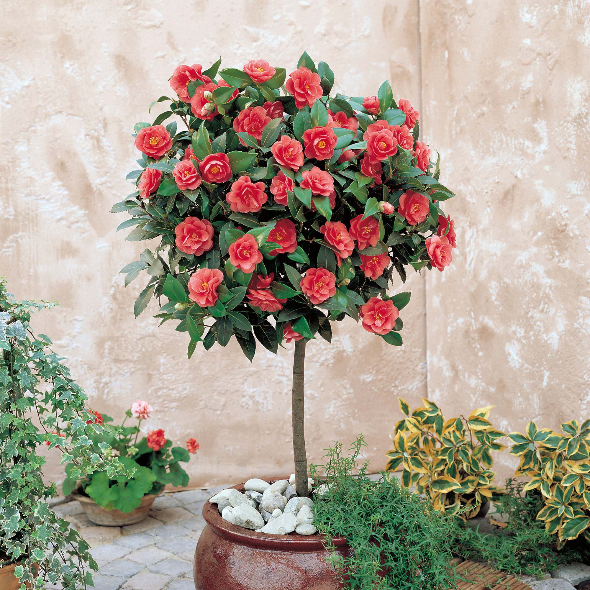 Camellia (Standard)