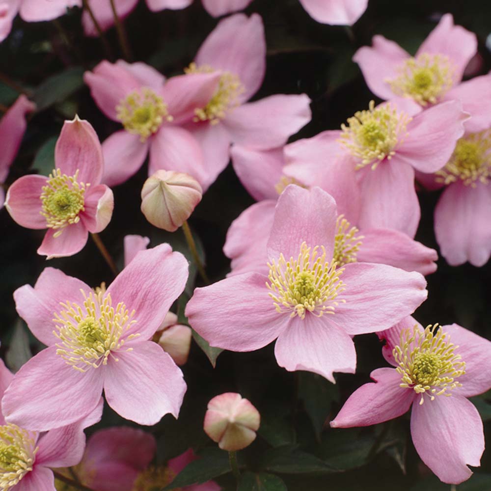 Clematis montana 'Elizabeth'