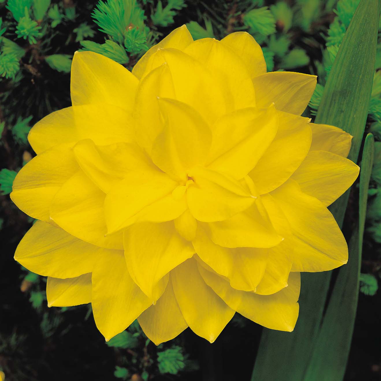 Daffodil 'Dick Wilden'
