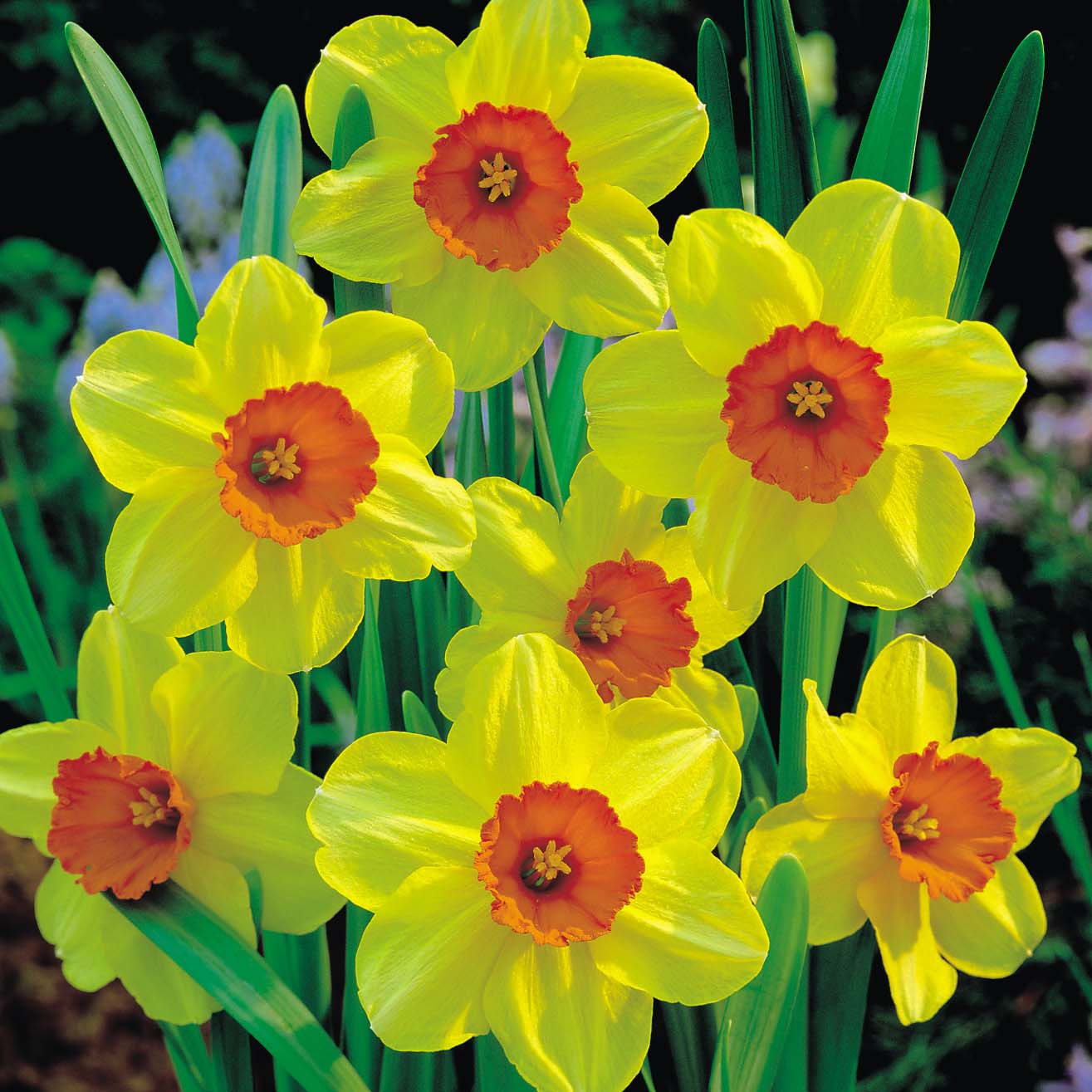 Daffodil 'Birma'