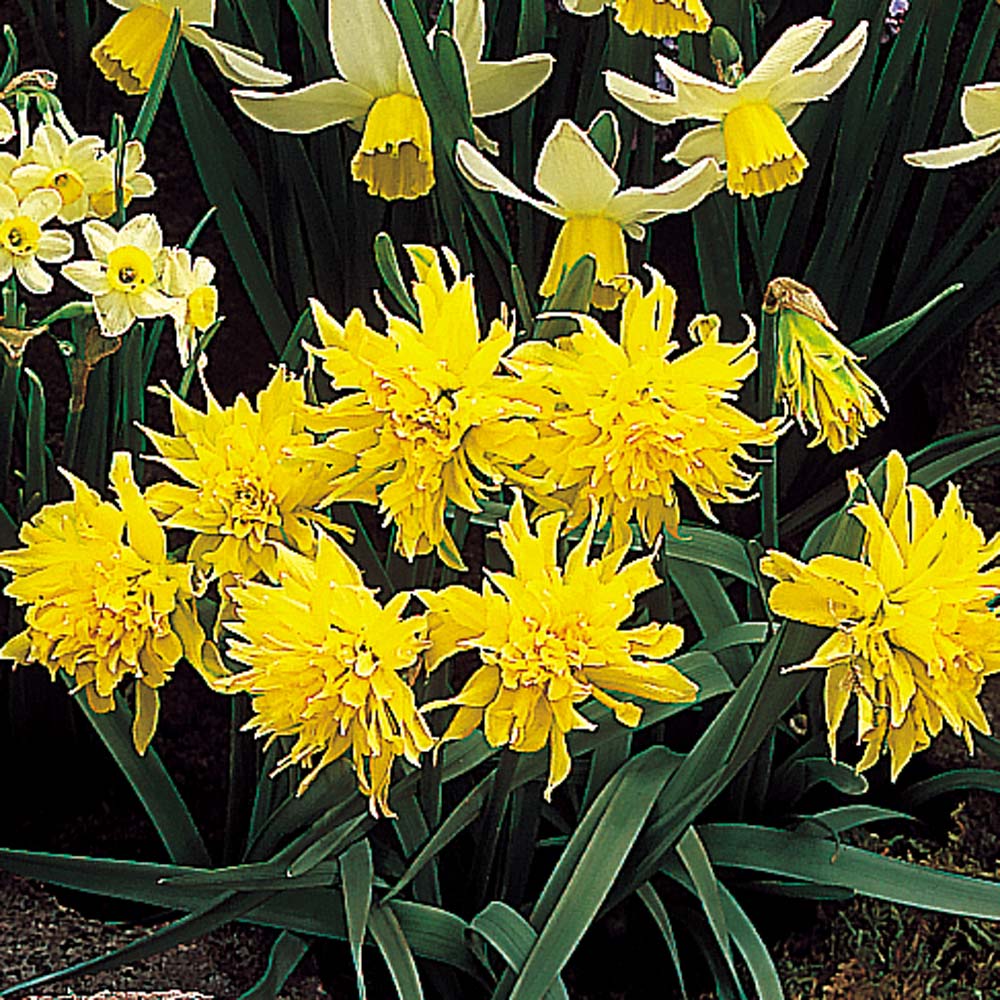 Daffodil 'Rip van Winkle'