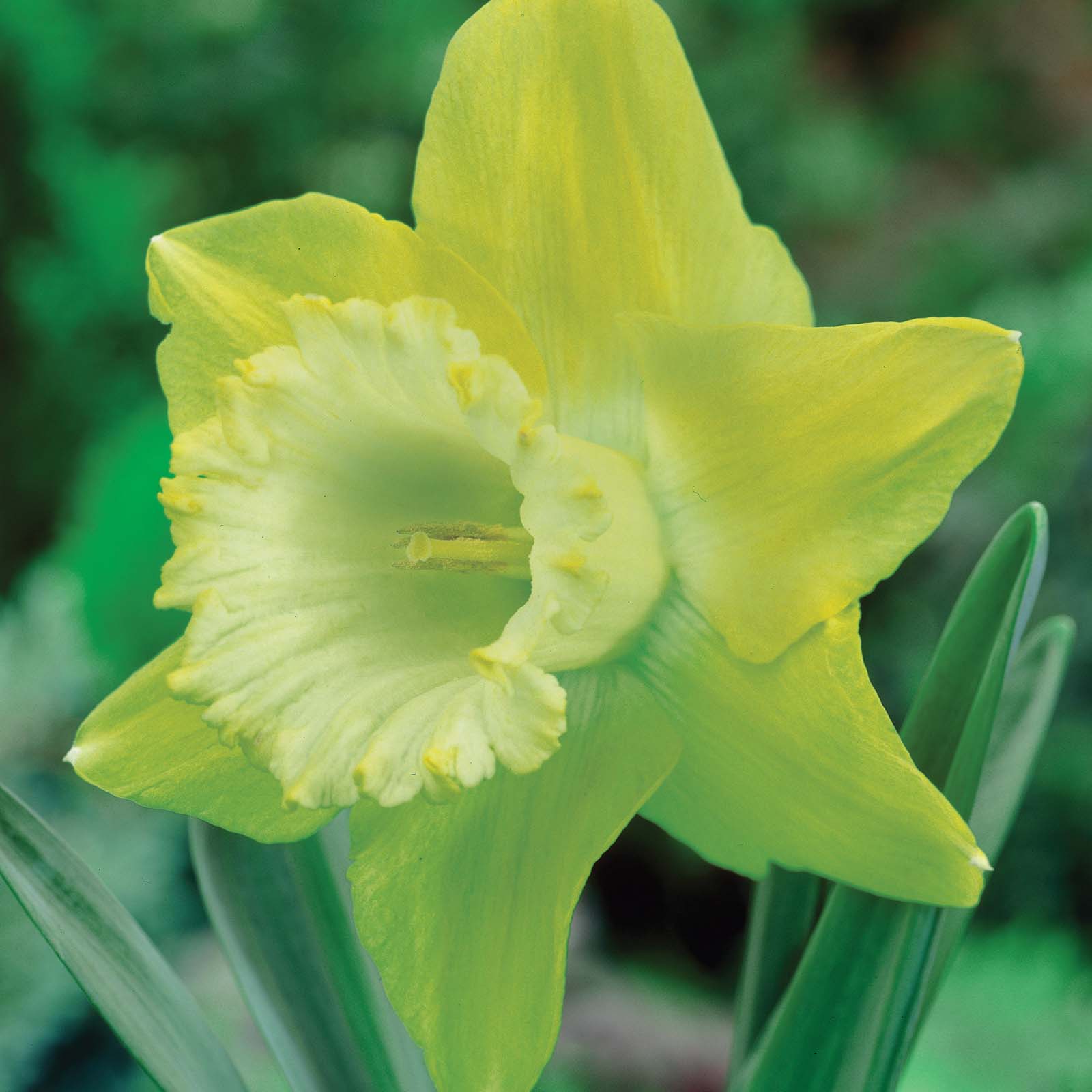 Daffodil 'Spellbinder'