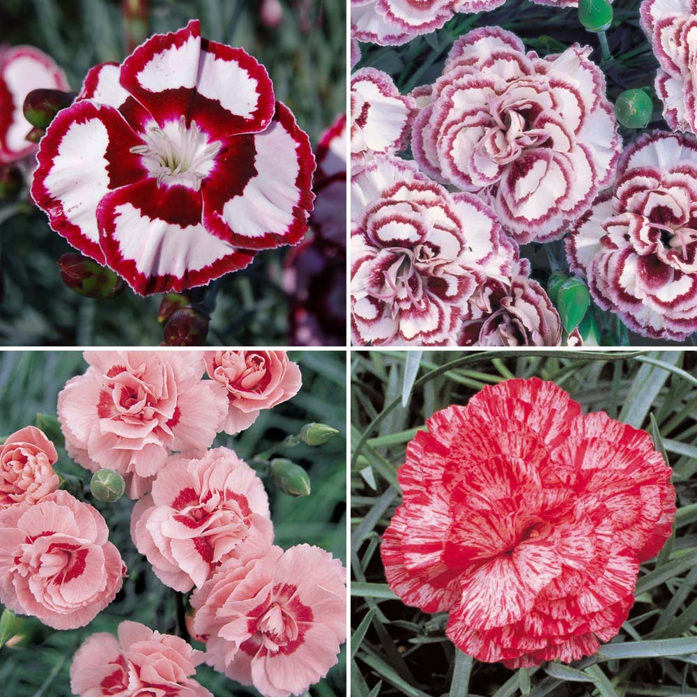 Dianthus Collection
