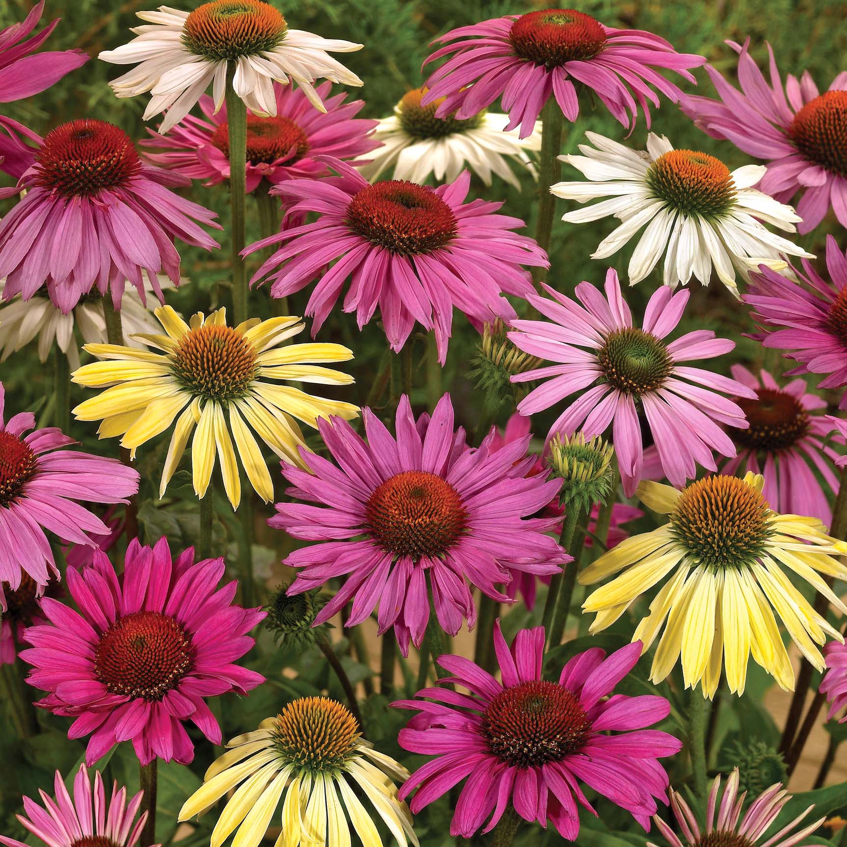 Echinacea Blend