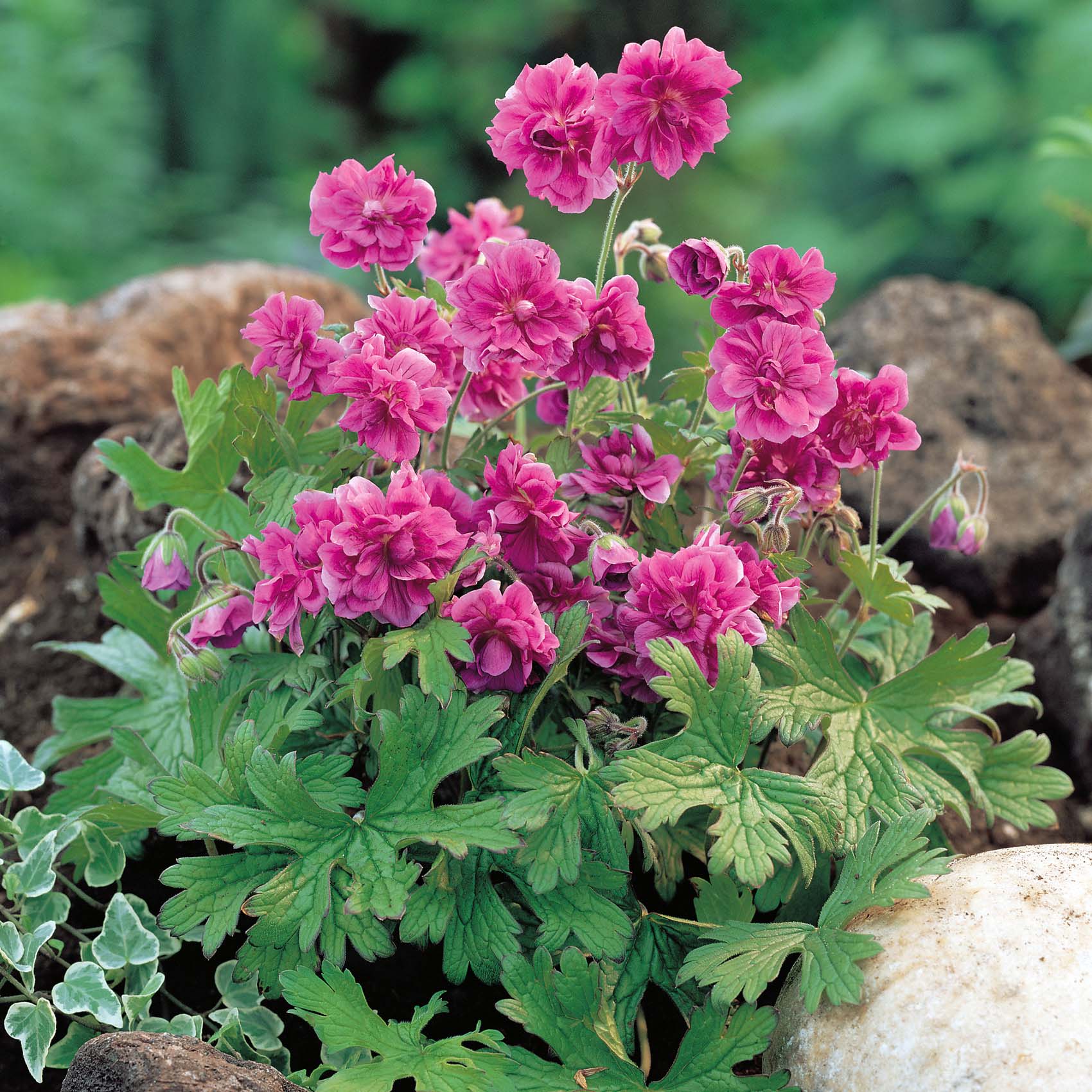 Geranium 'Birch Double' (Hardy)