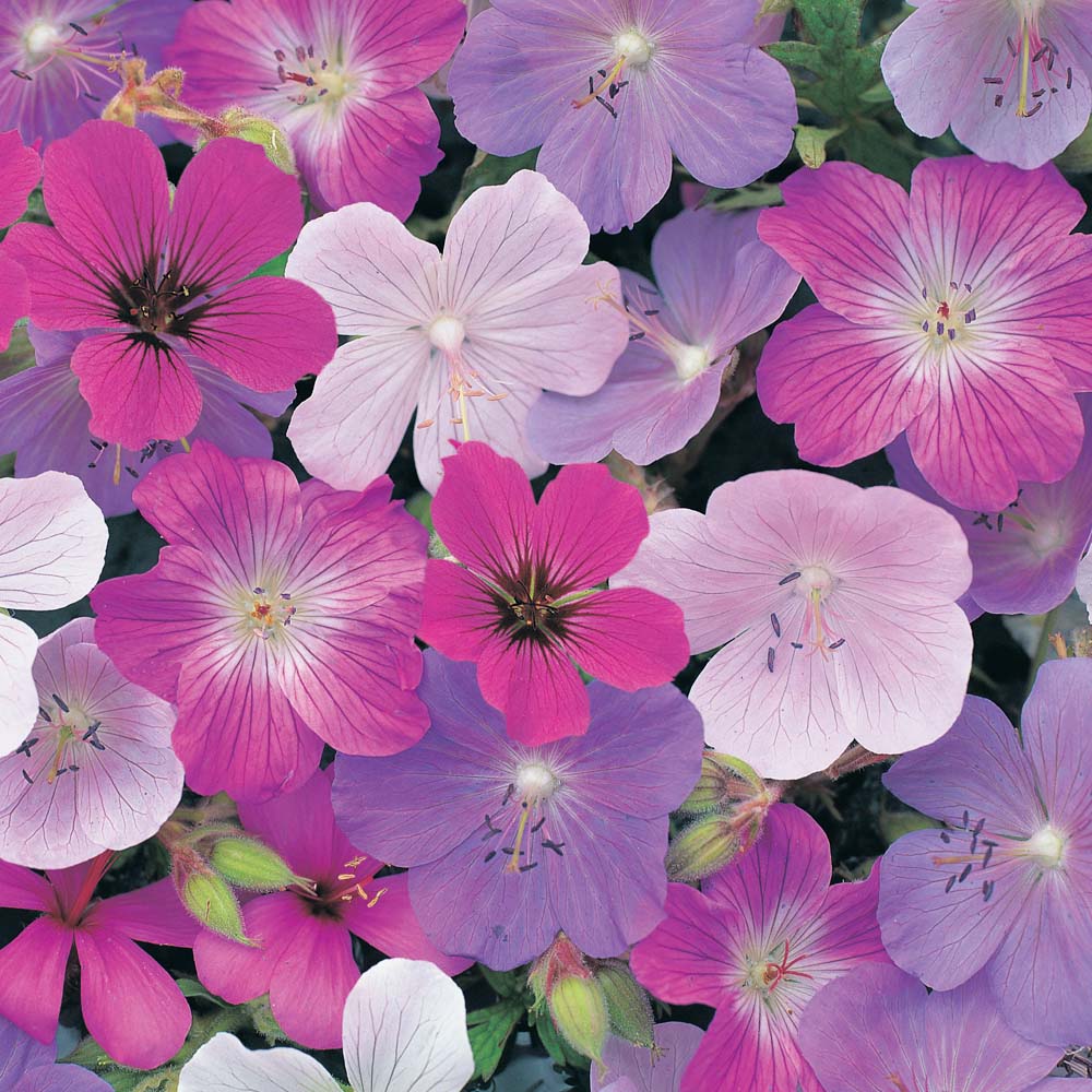 Geranium 'Single Mixed' (Hardy)