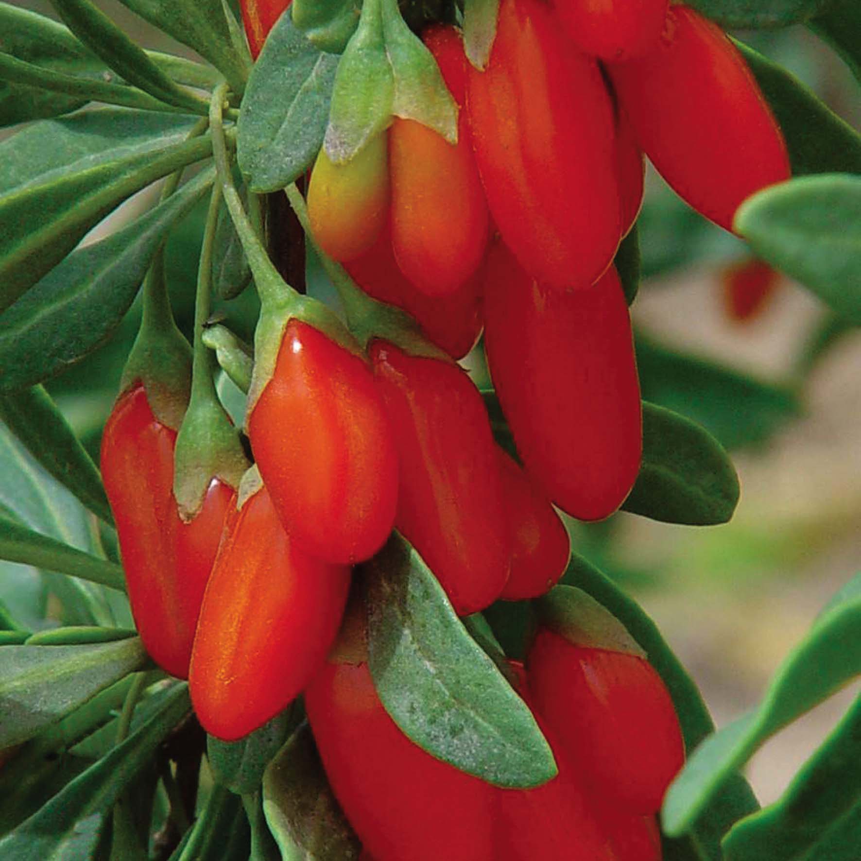 Goji Berry 'Synthia'