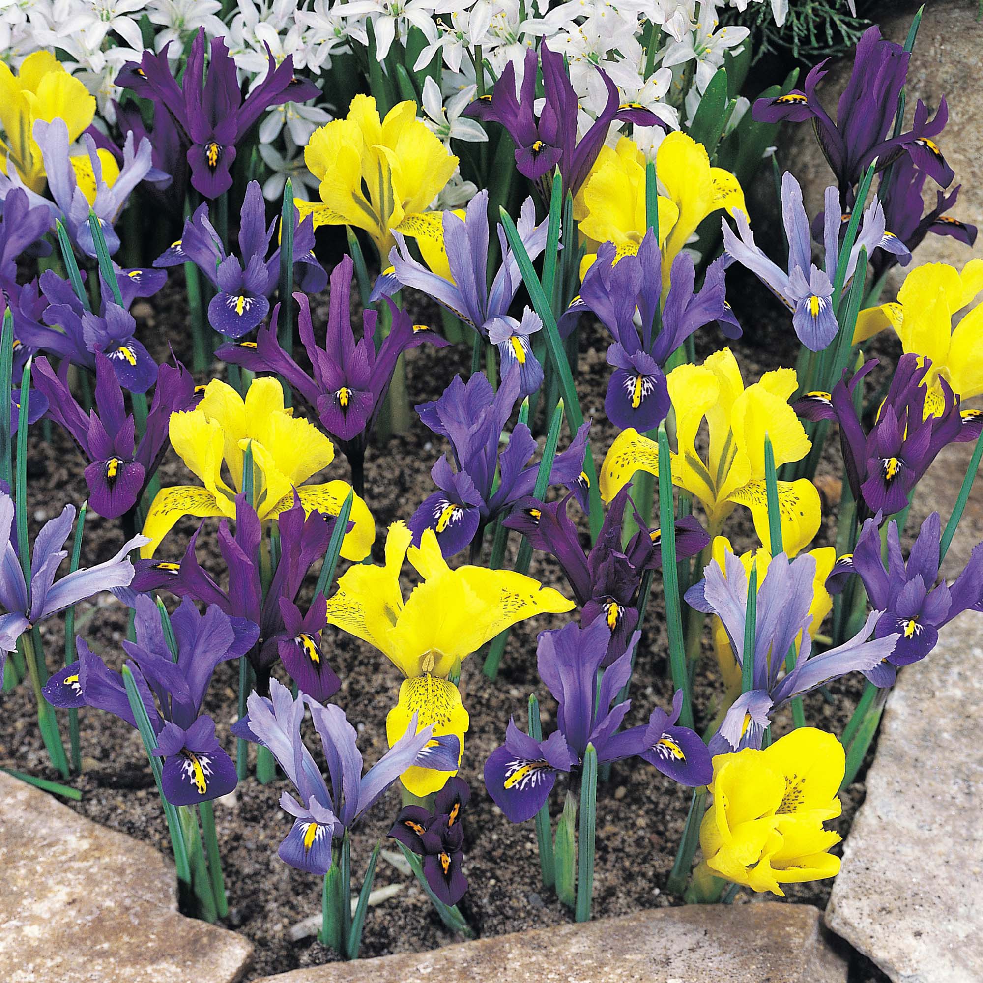 Iris 'Dwarf Collection'