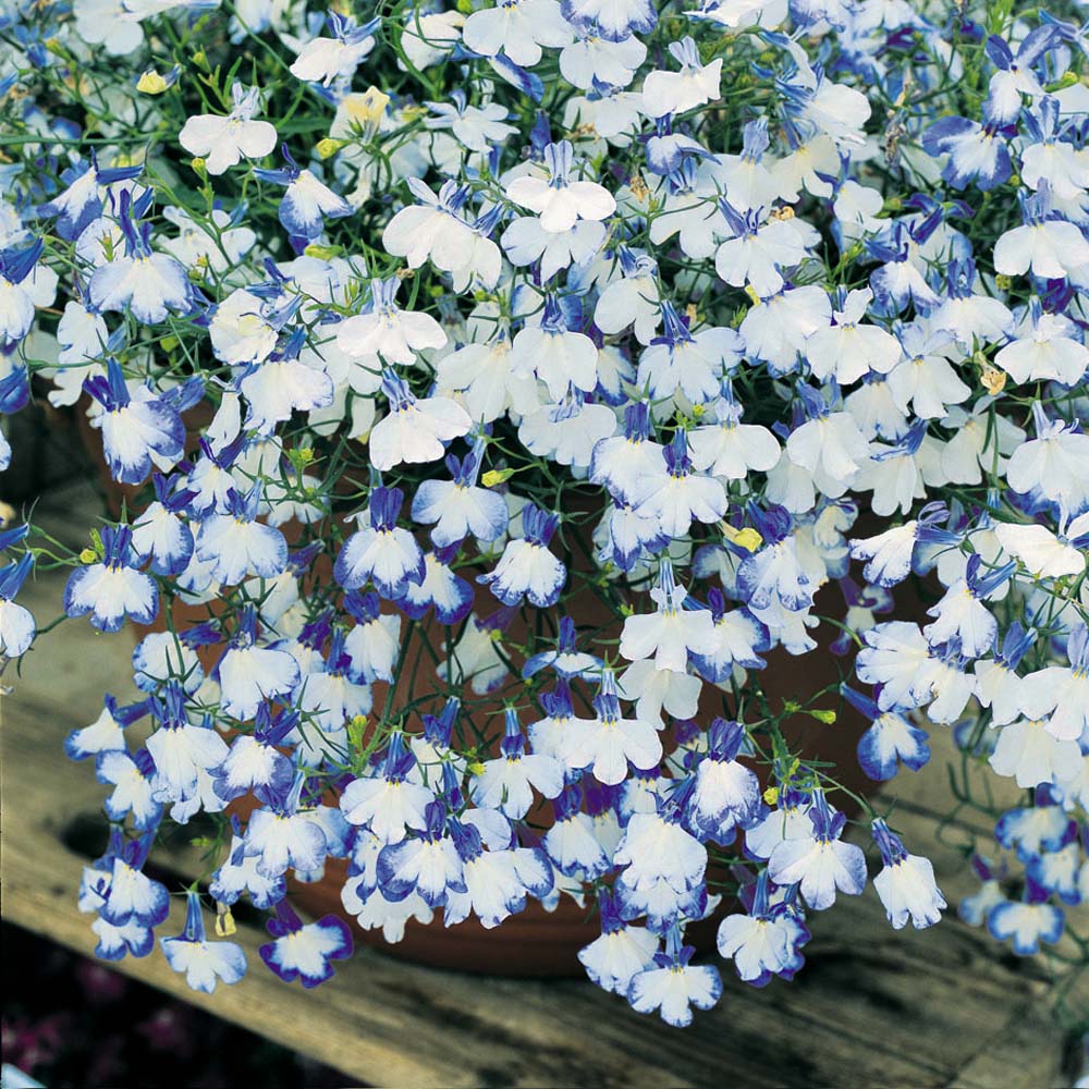 Lobelia erinus 'Blue Surprise'