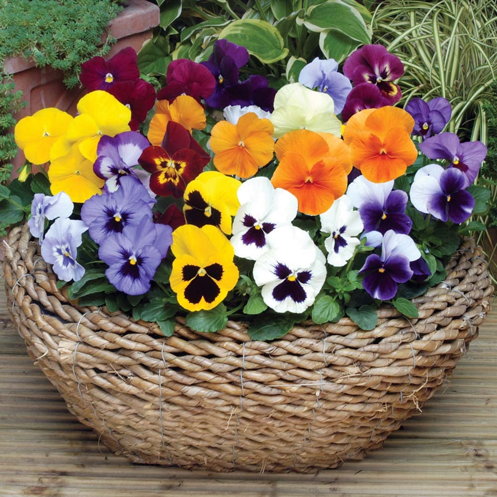 Pansy 'Summertime Mix'