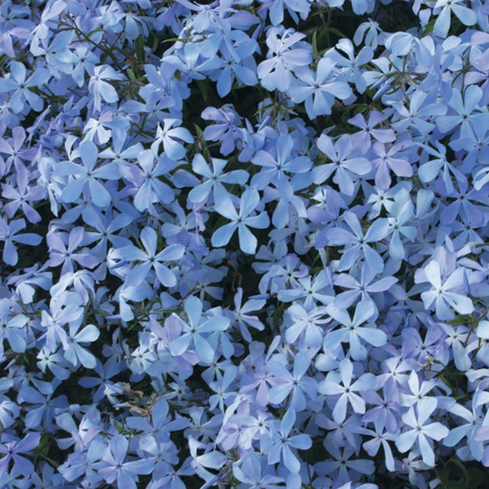 Phlox 'Clouds of Perfume'