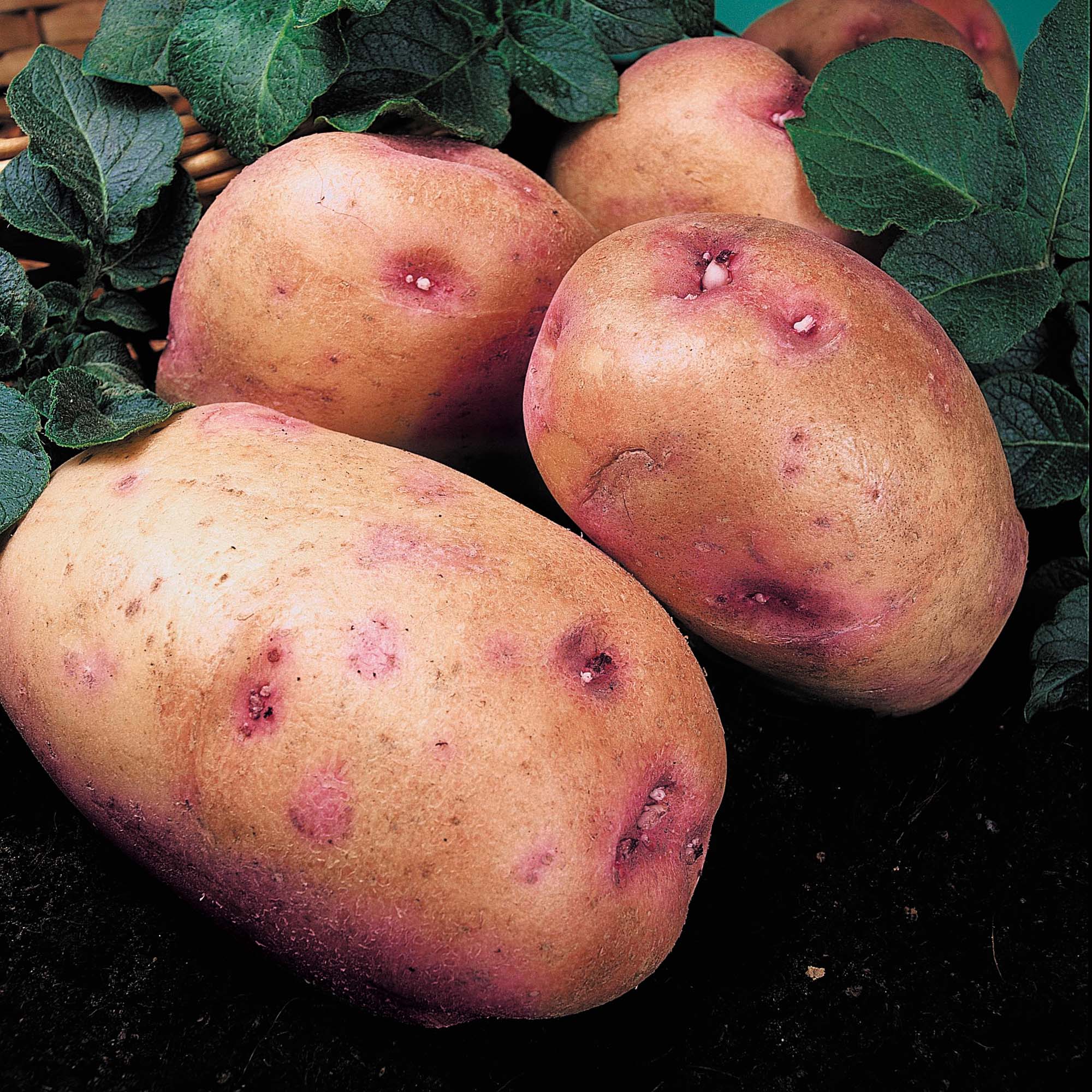 Potato 'King Edward'