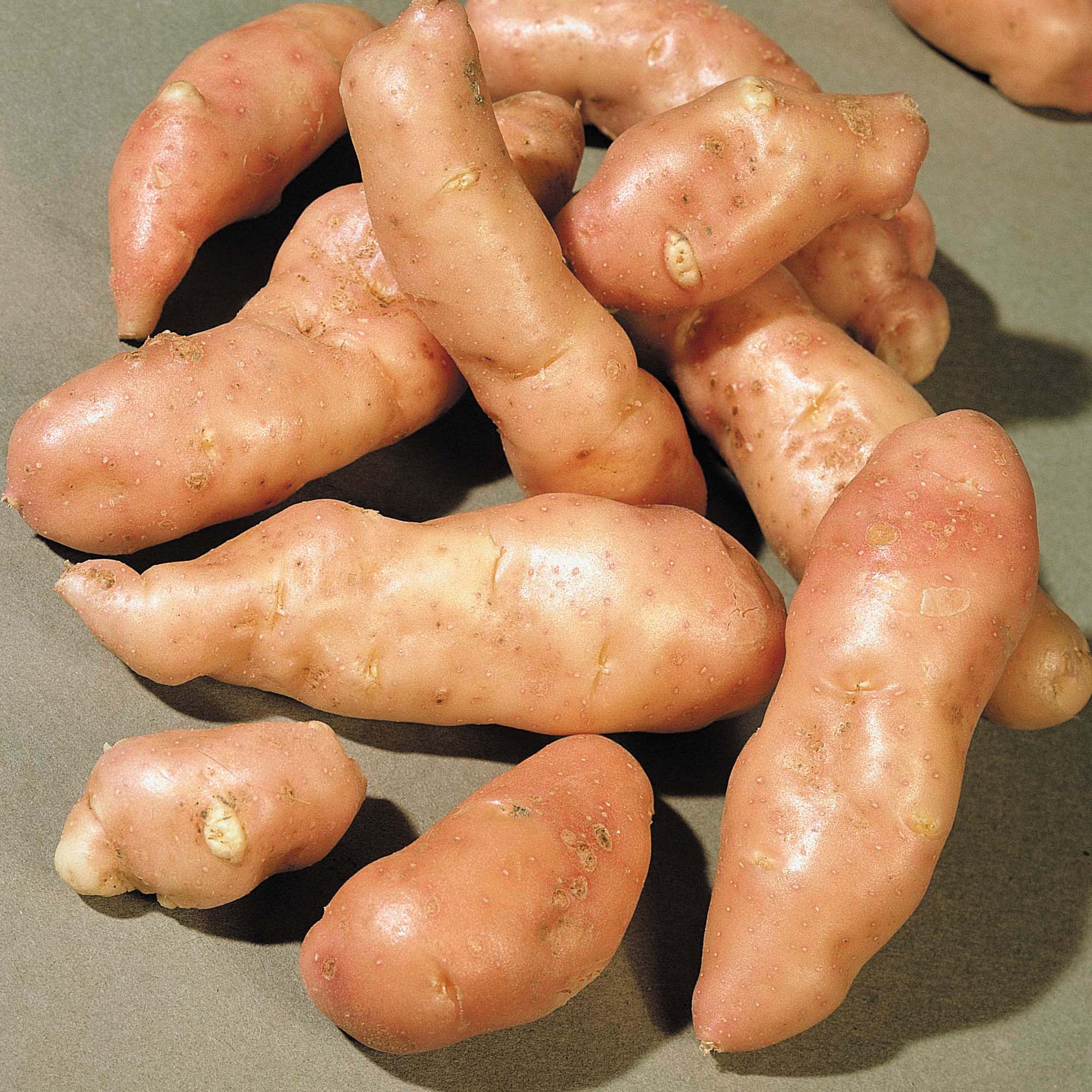 Potato 'Pink Fir Apple'