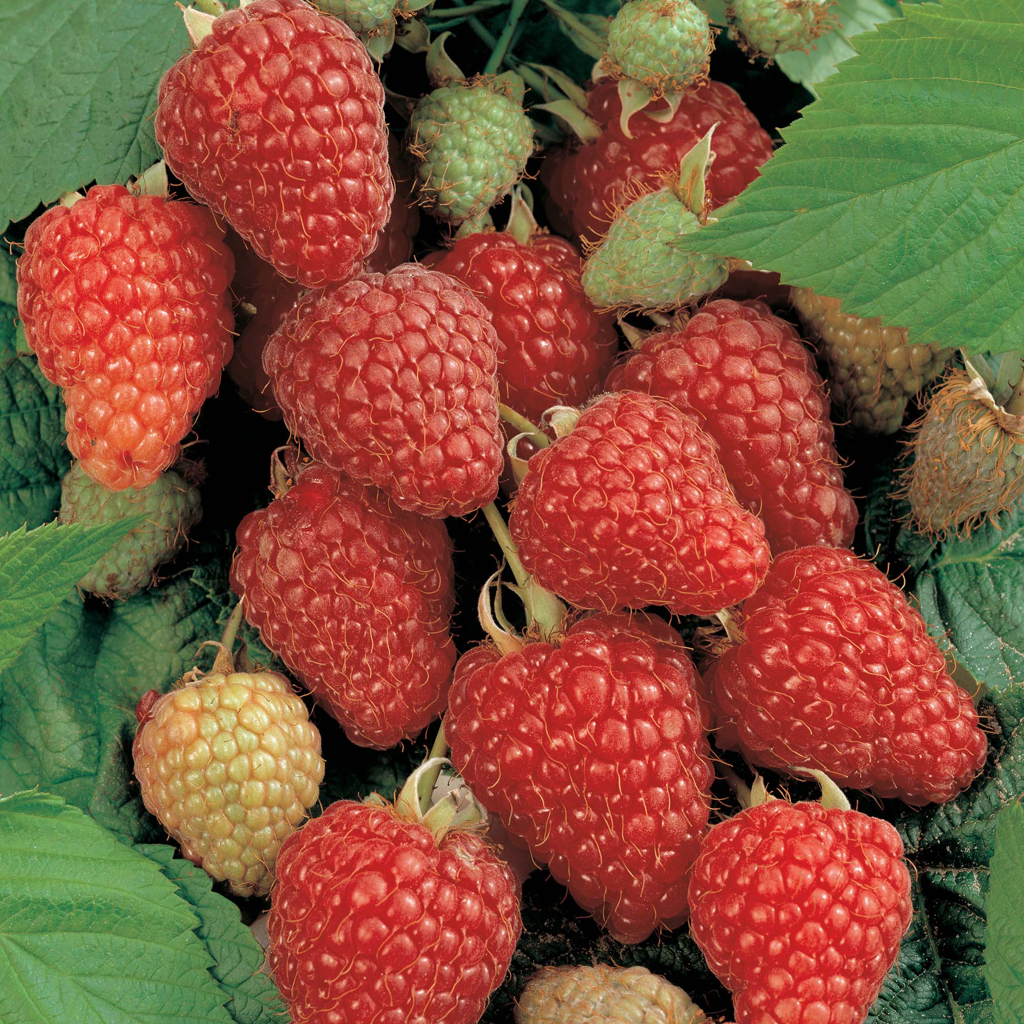 Raspberry 'Heritage'