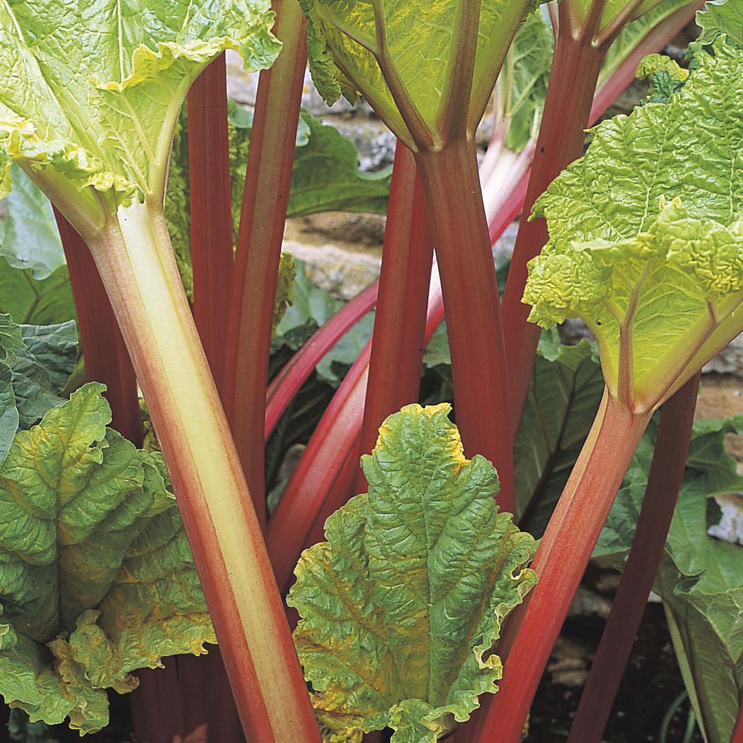 Rhubarb 'Timperley Early'