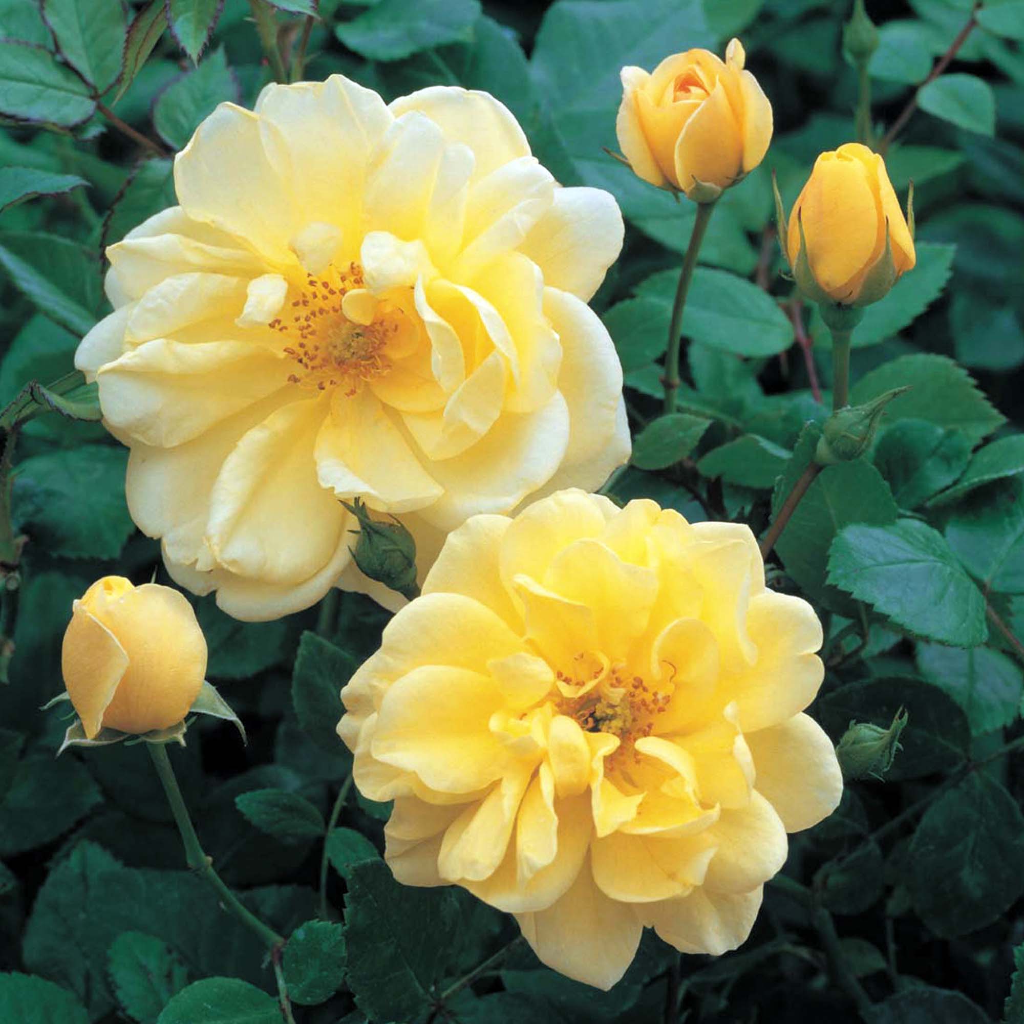 Rose 'Golden Memories'