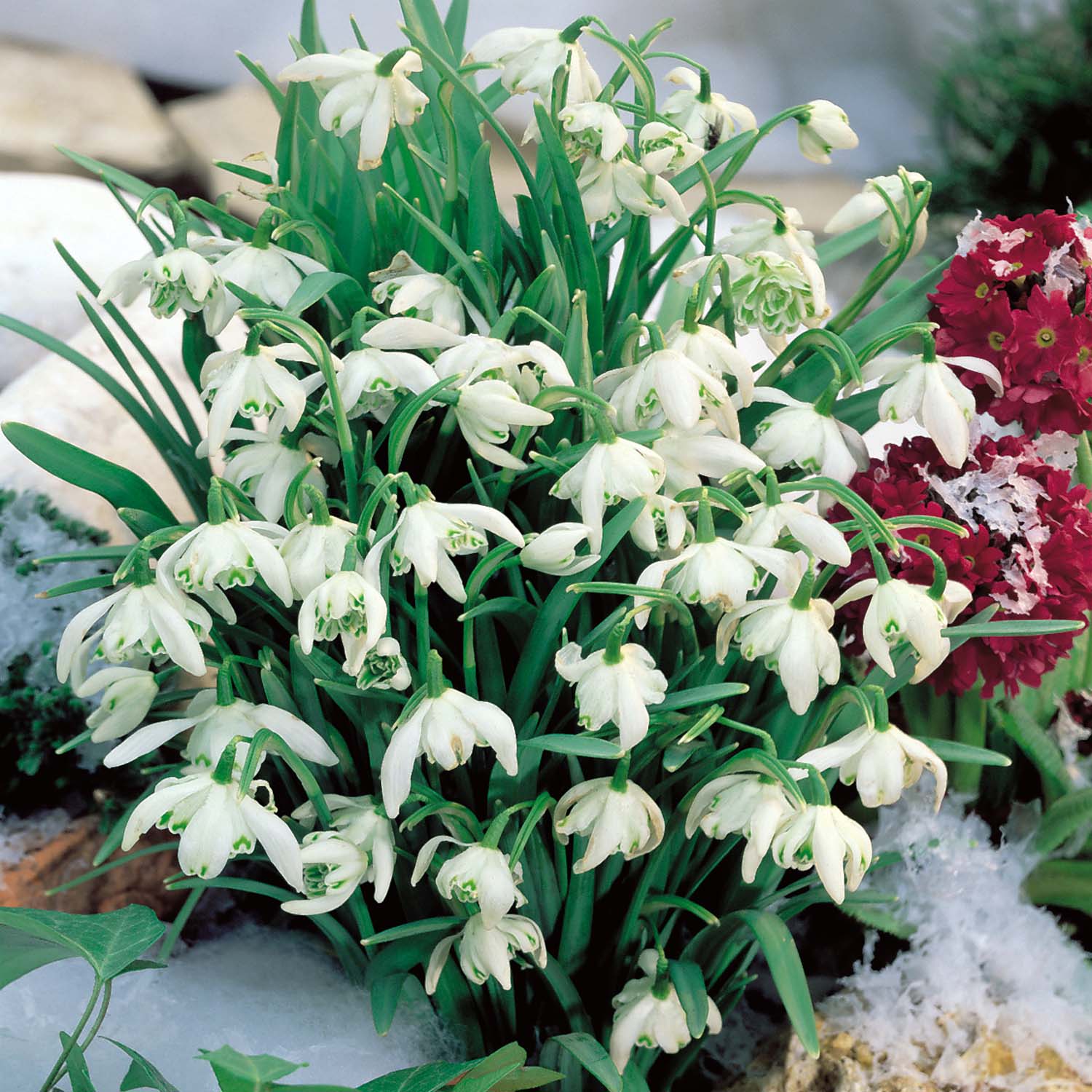 Snowdrops (Double Flowered)
