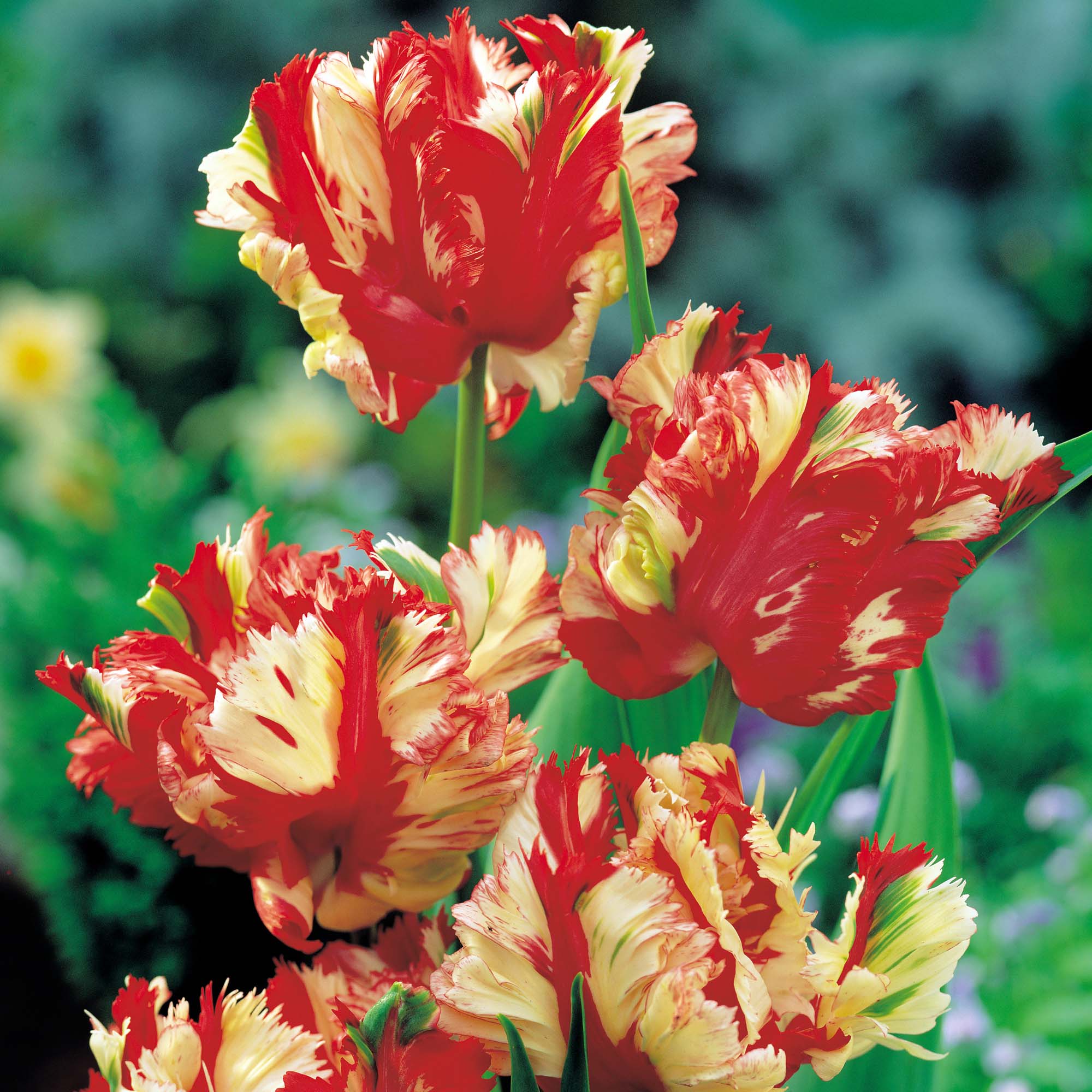 Tulip 'Flaming Parrot'