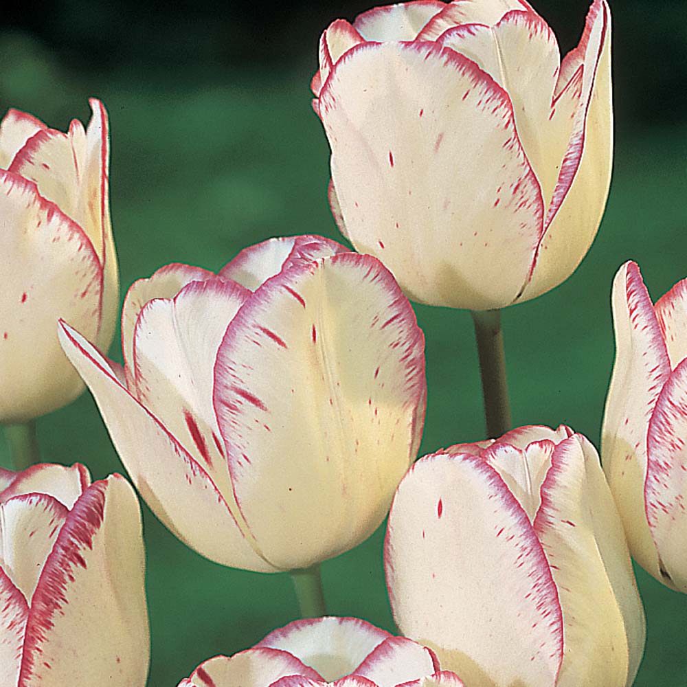 Tulip 'Shirley'