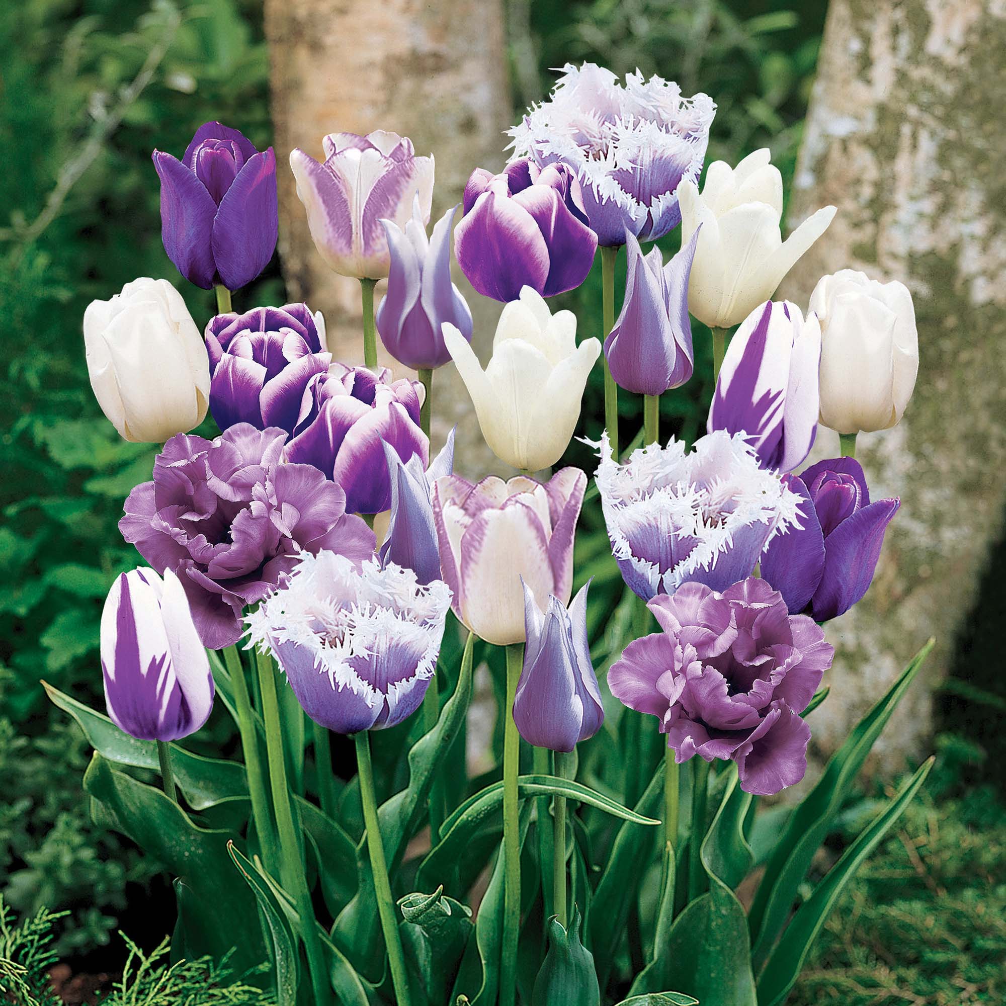 Tulip 'Purple Passion Blend'