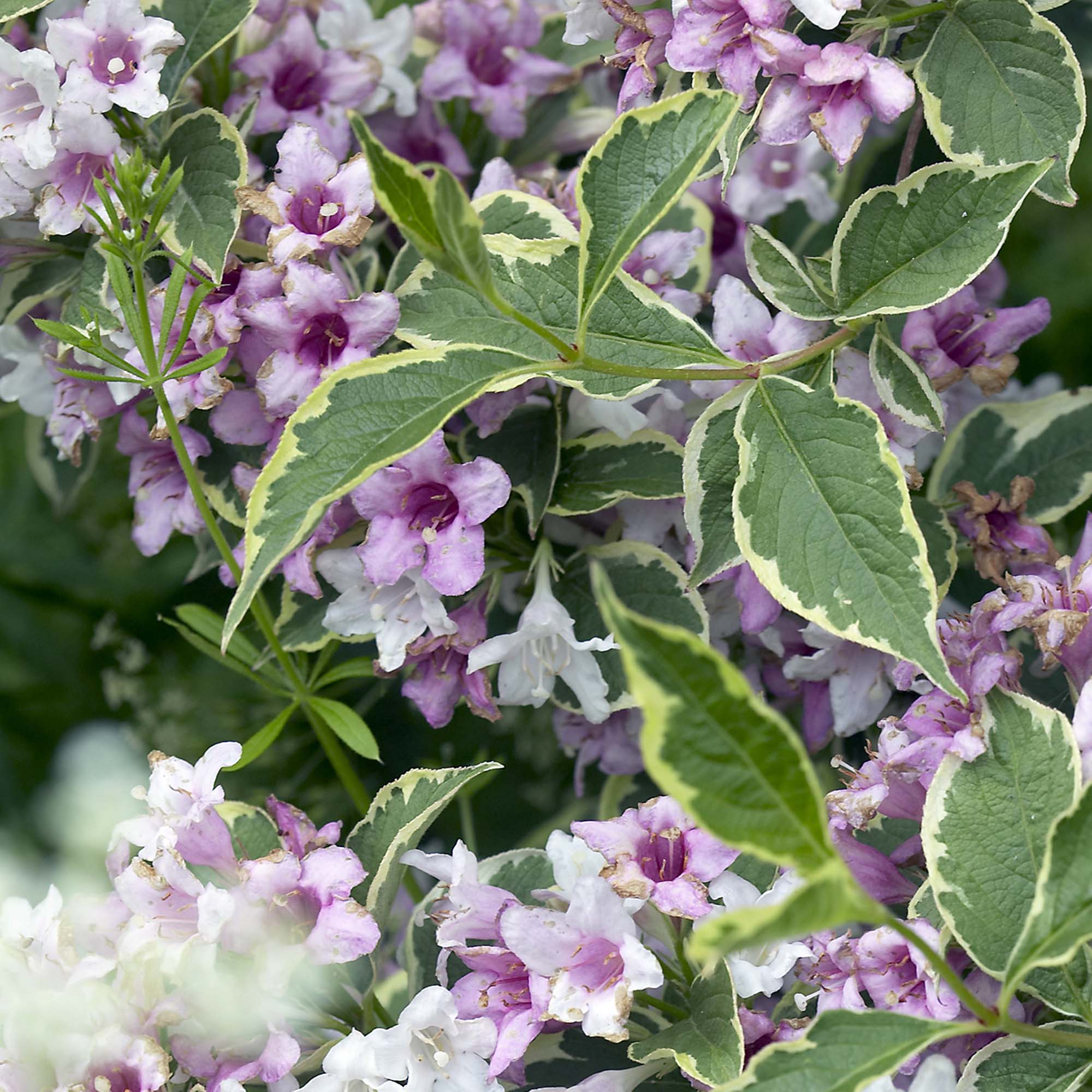 Weigela 'Nana Variegata'