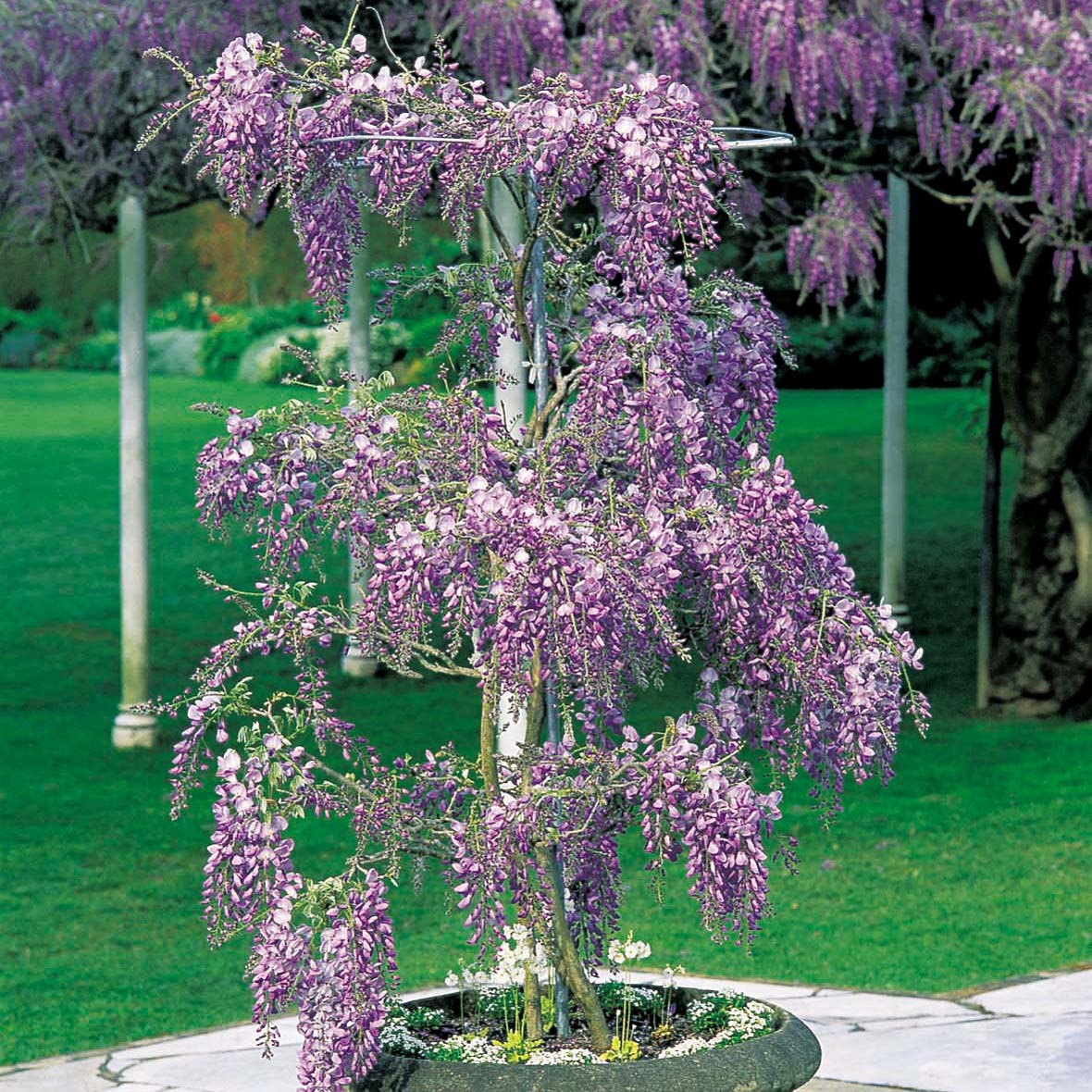 Premium Wisteria Standard with growing frame