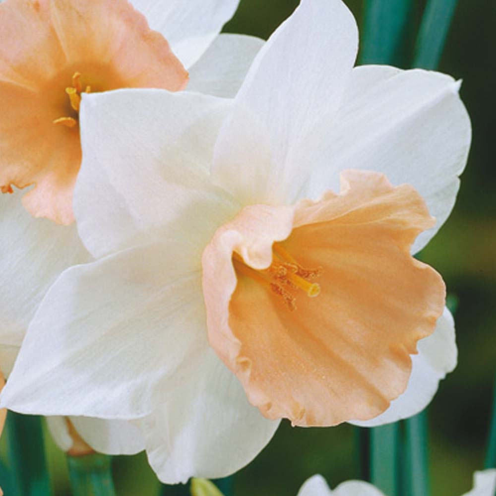 Daffodil 'Salome'