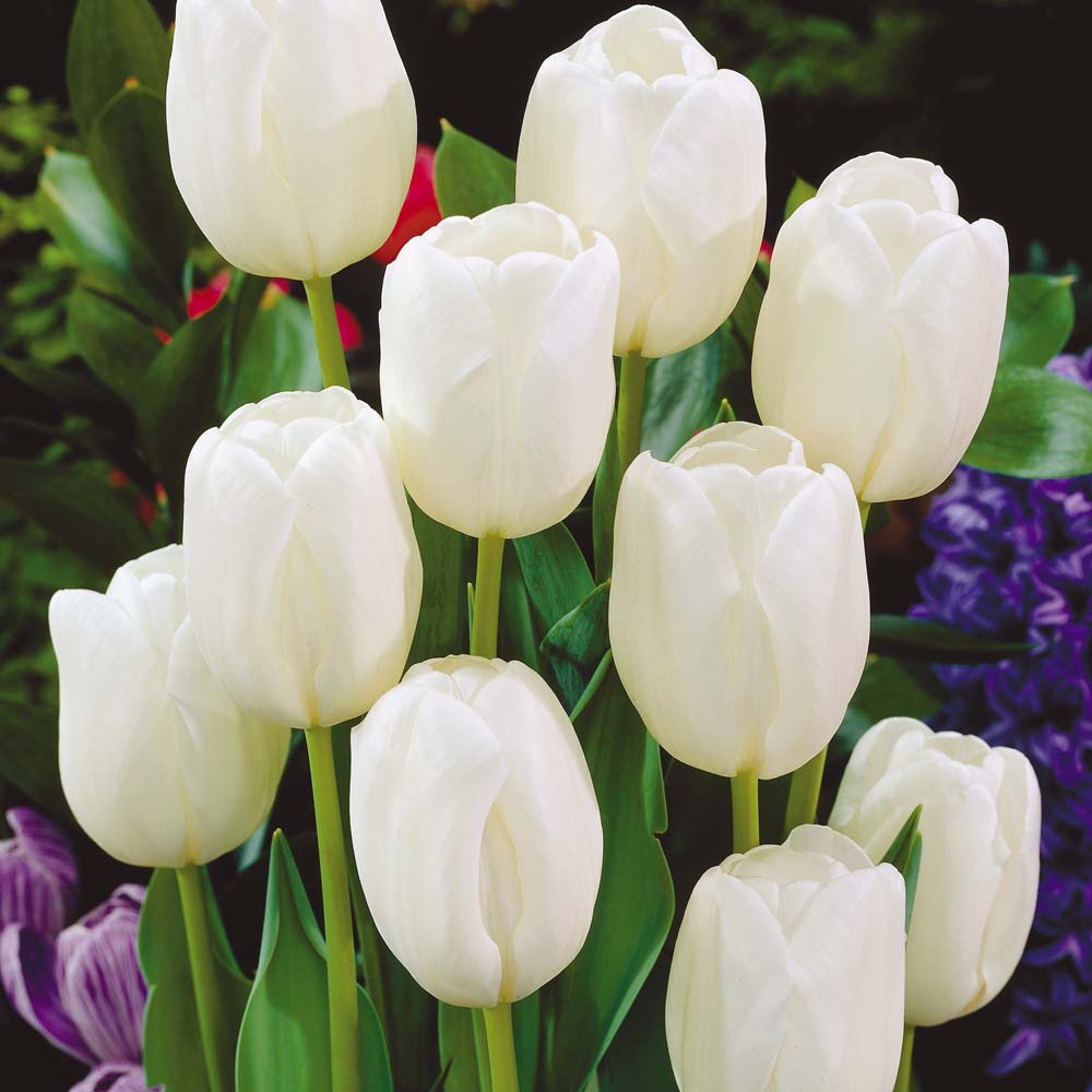 Tulip 'White Dream'