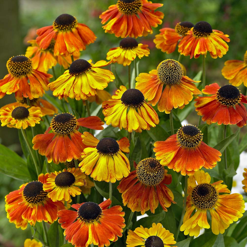 Helenium 'Sahin's Early Flowerer'