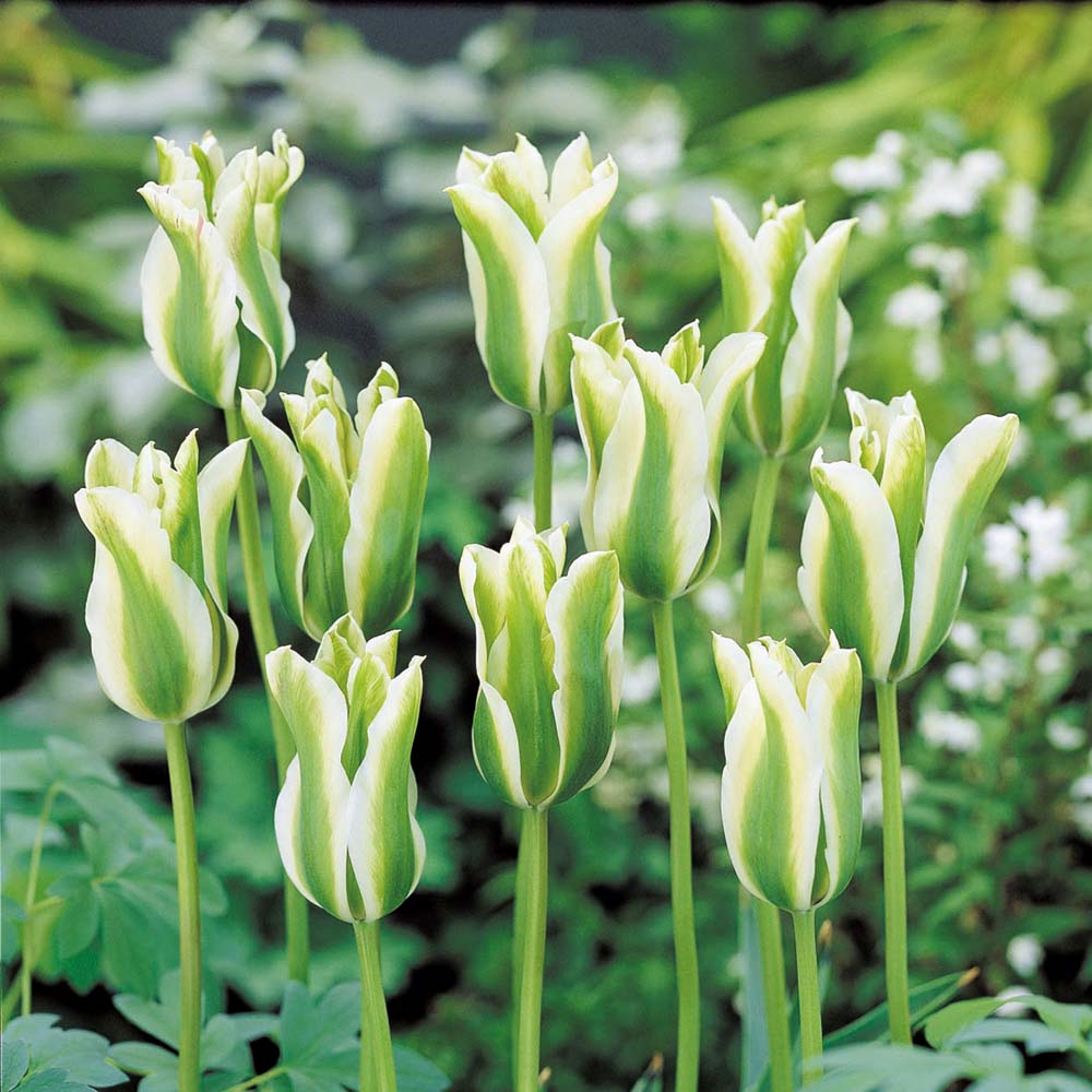 Tulip 'Spring Green'