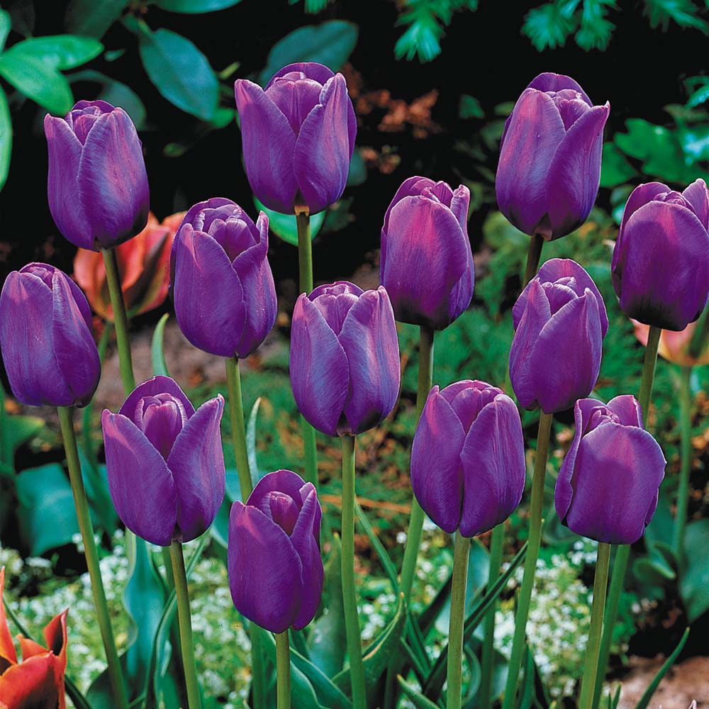 Tulip 'Purple Flag'