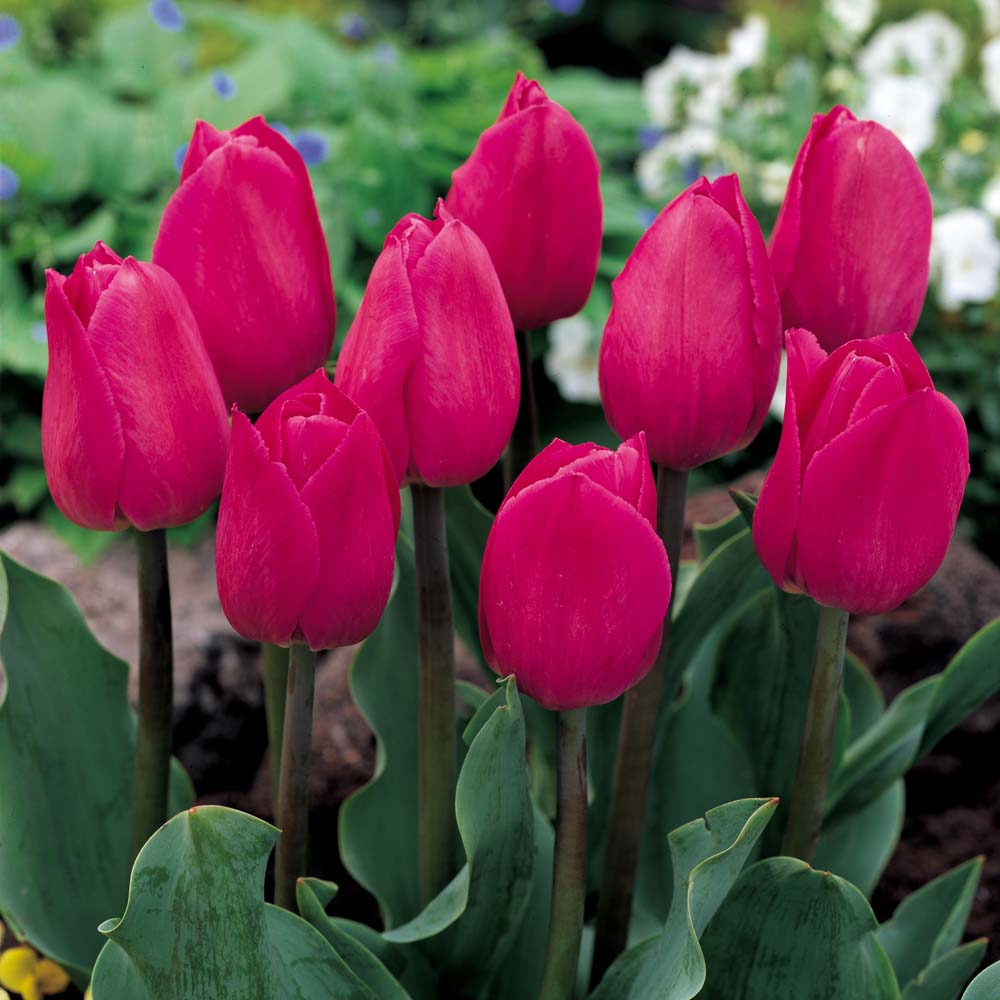 Tulip 'Barcelona'