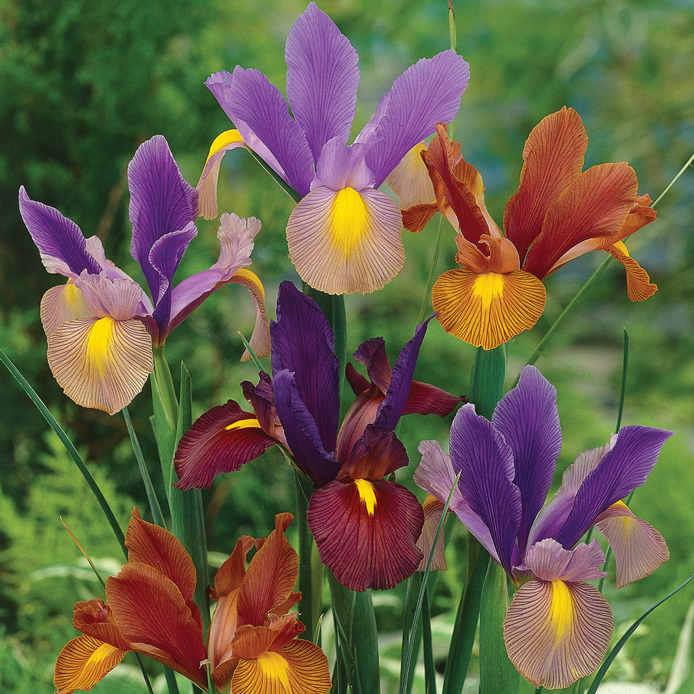 Iris 'Tiger Mixed'