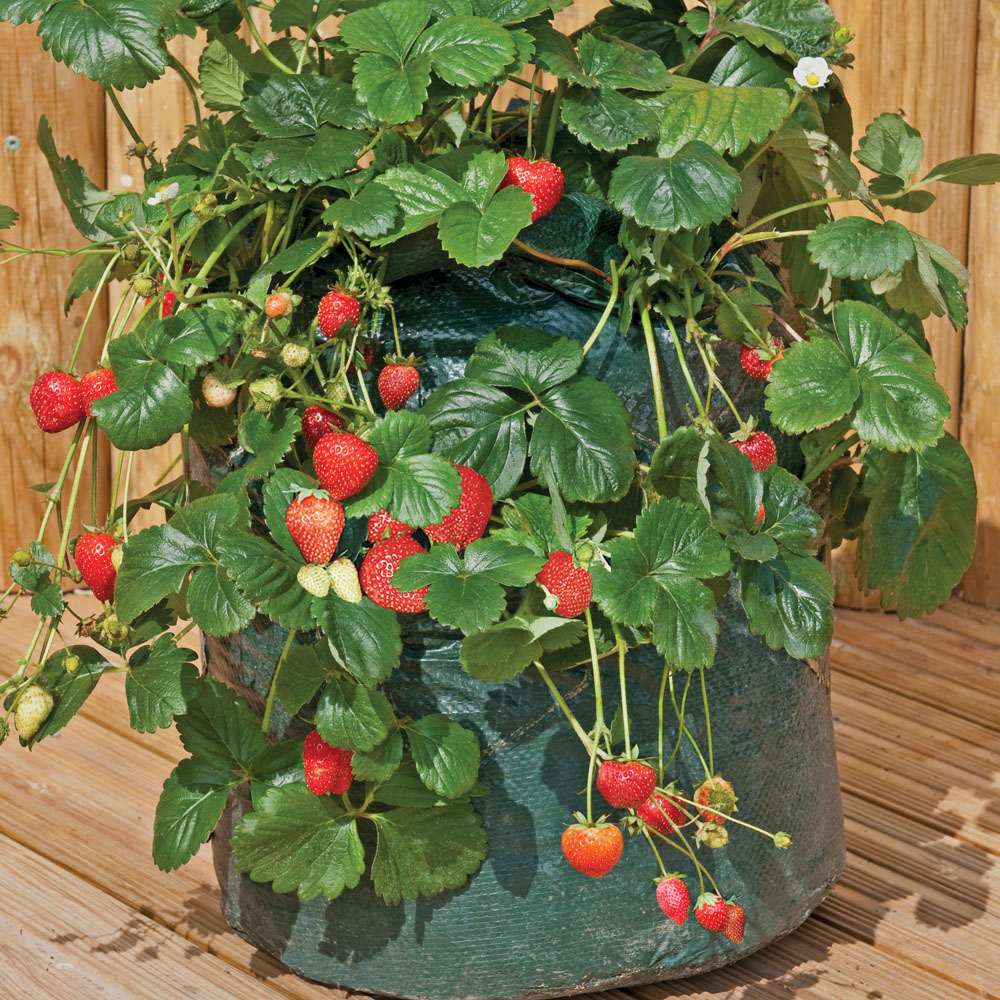 Strawberry Planter