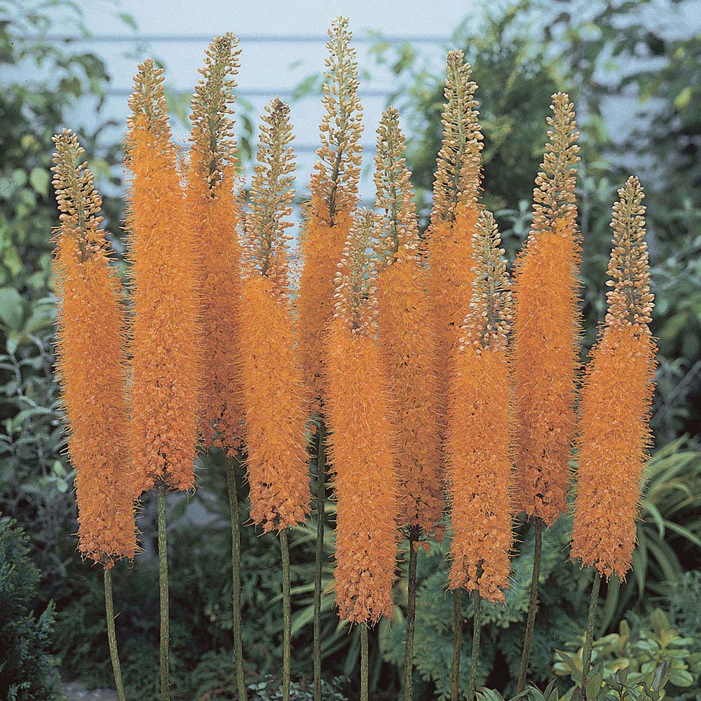 Foxtail Lily 'Pinocchio'