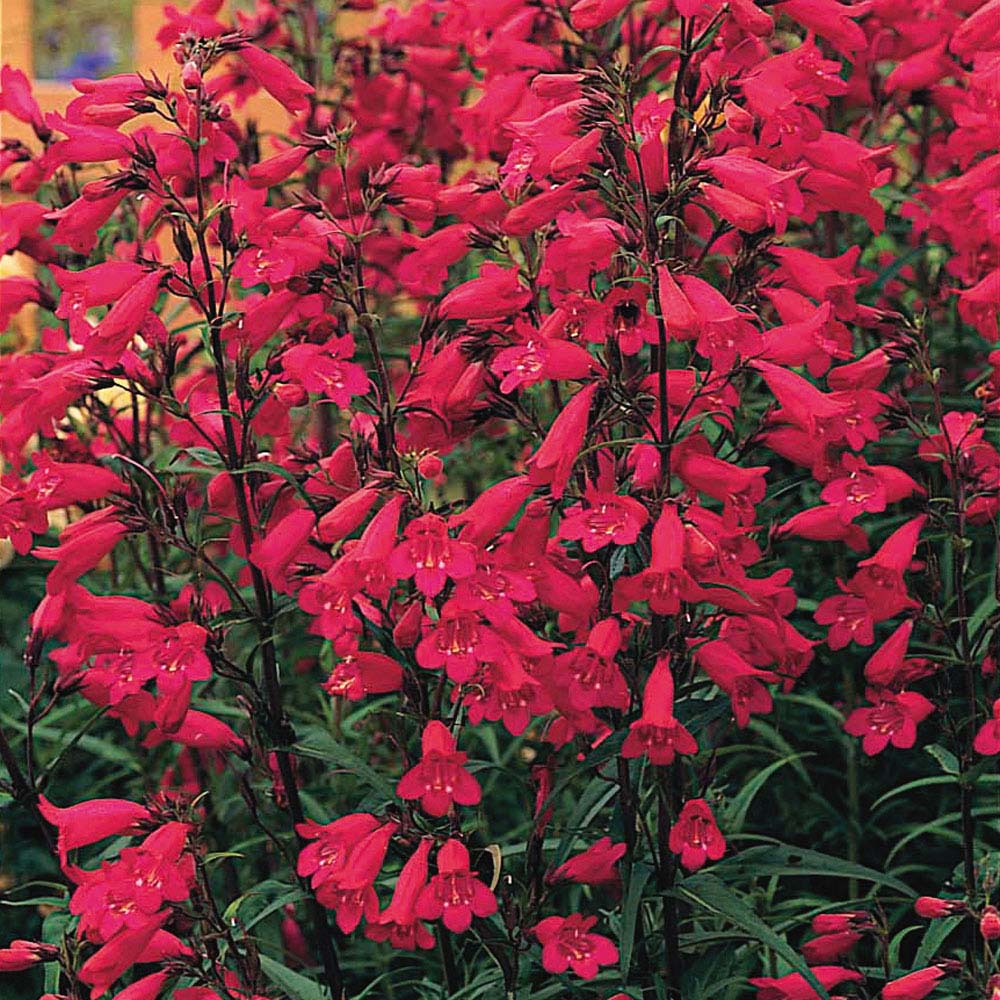 Penstemon 'Red Garnet'