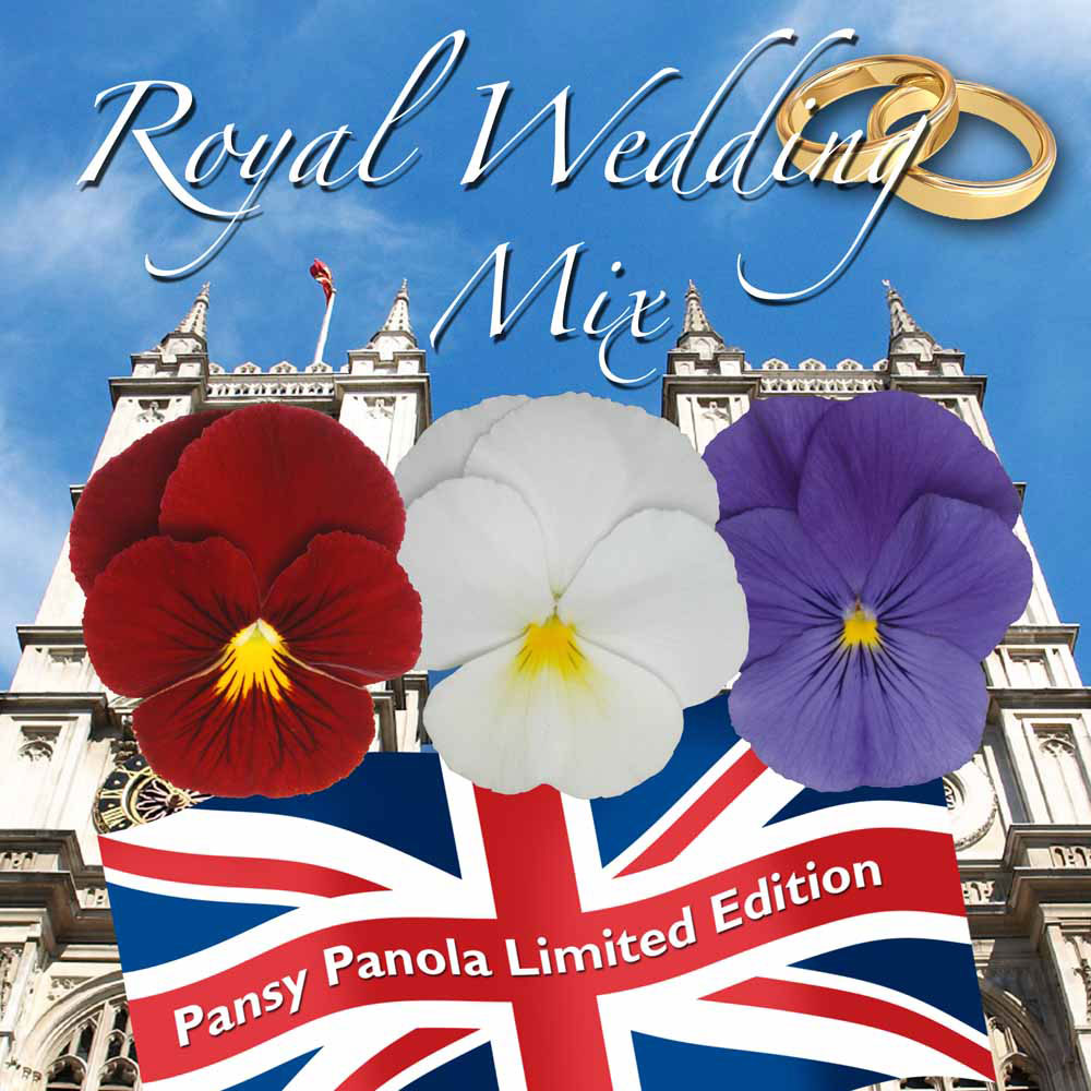 Pansy 'Panola Royal Wedding Mix' (Limited Edition)