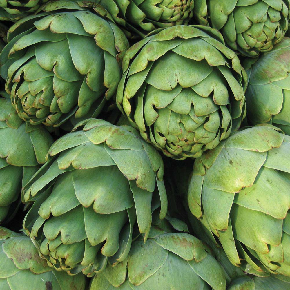 Globe Artichoke