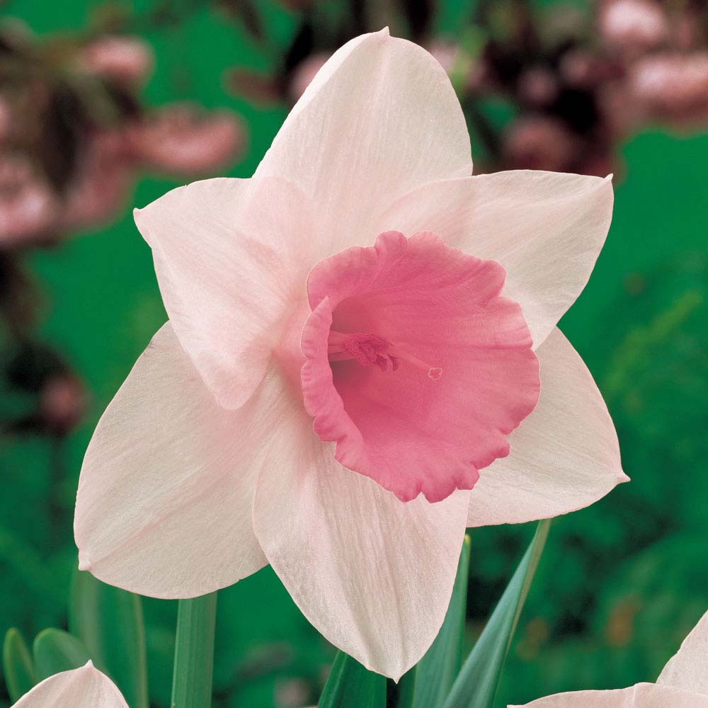 Daffodil 'Pink Pride'