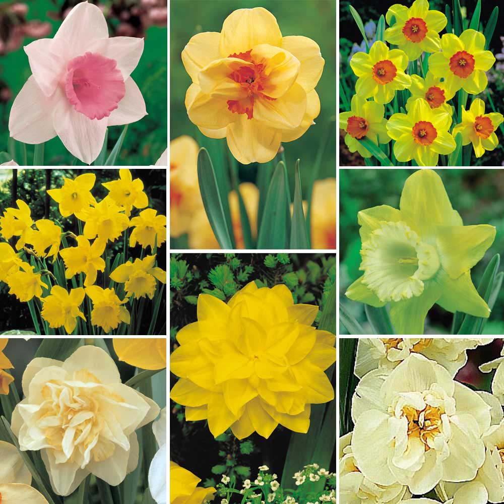 Daffodil 'Lover's Collection'