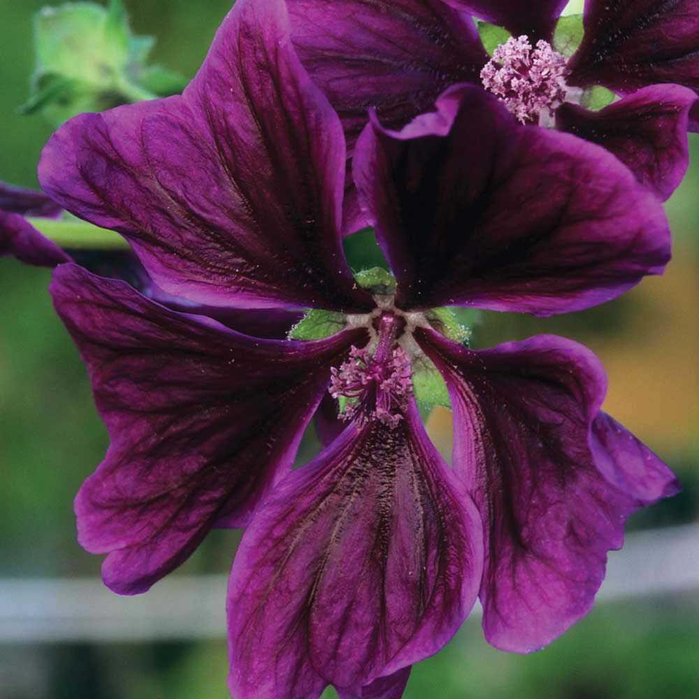 Malva sylvestris var. mauritiana