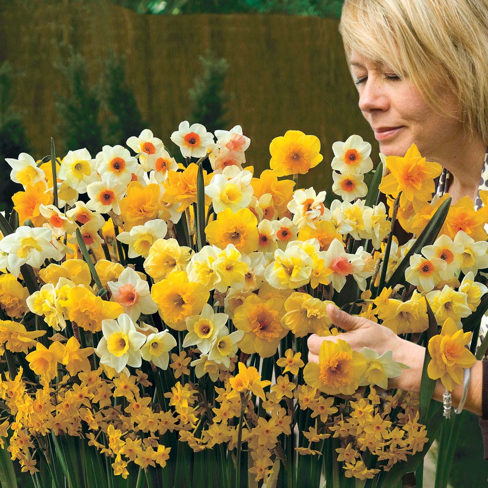 Daffodil 'Sweet Aroma Mixed'